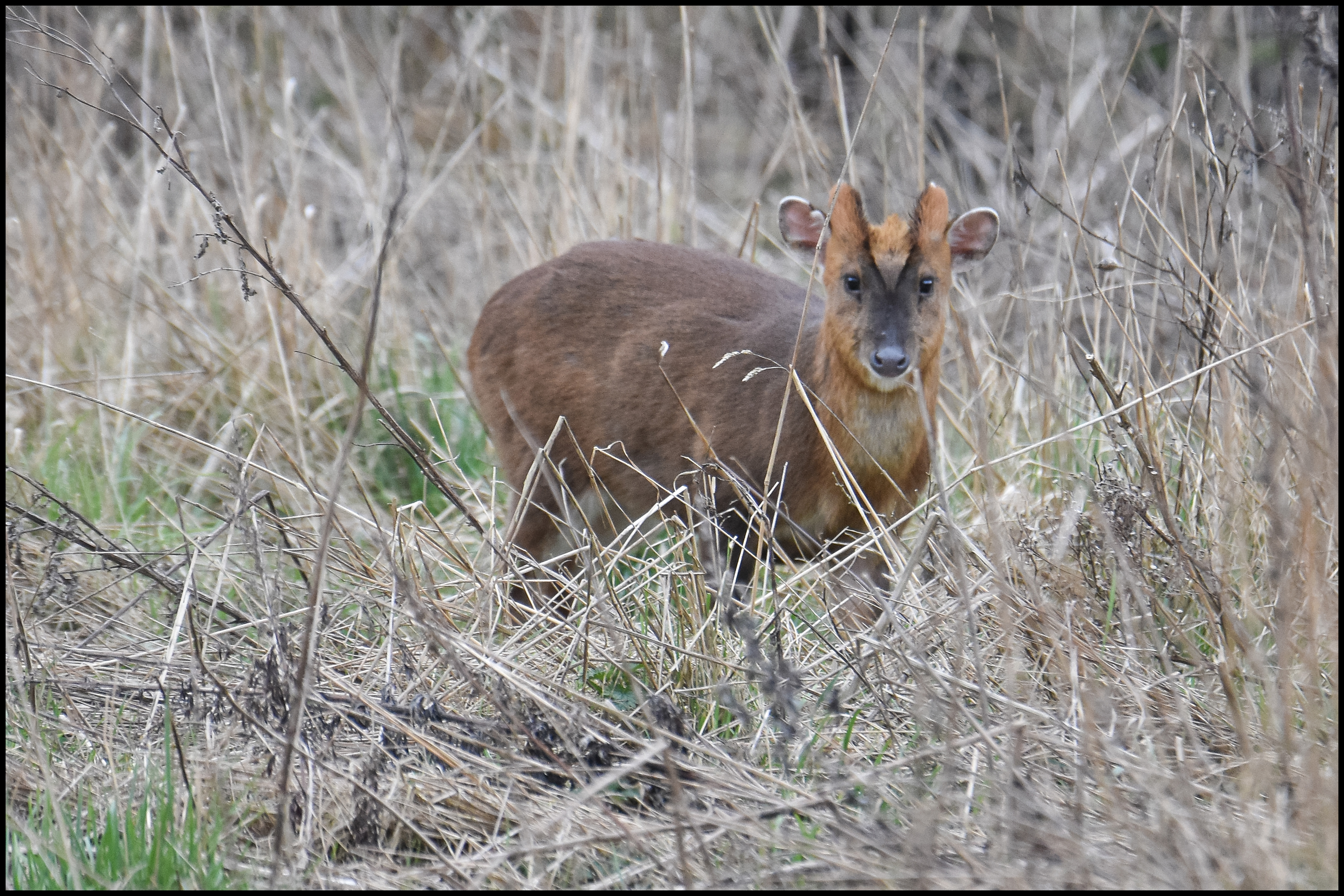 Photo of a muntjac dear