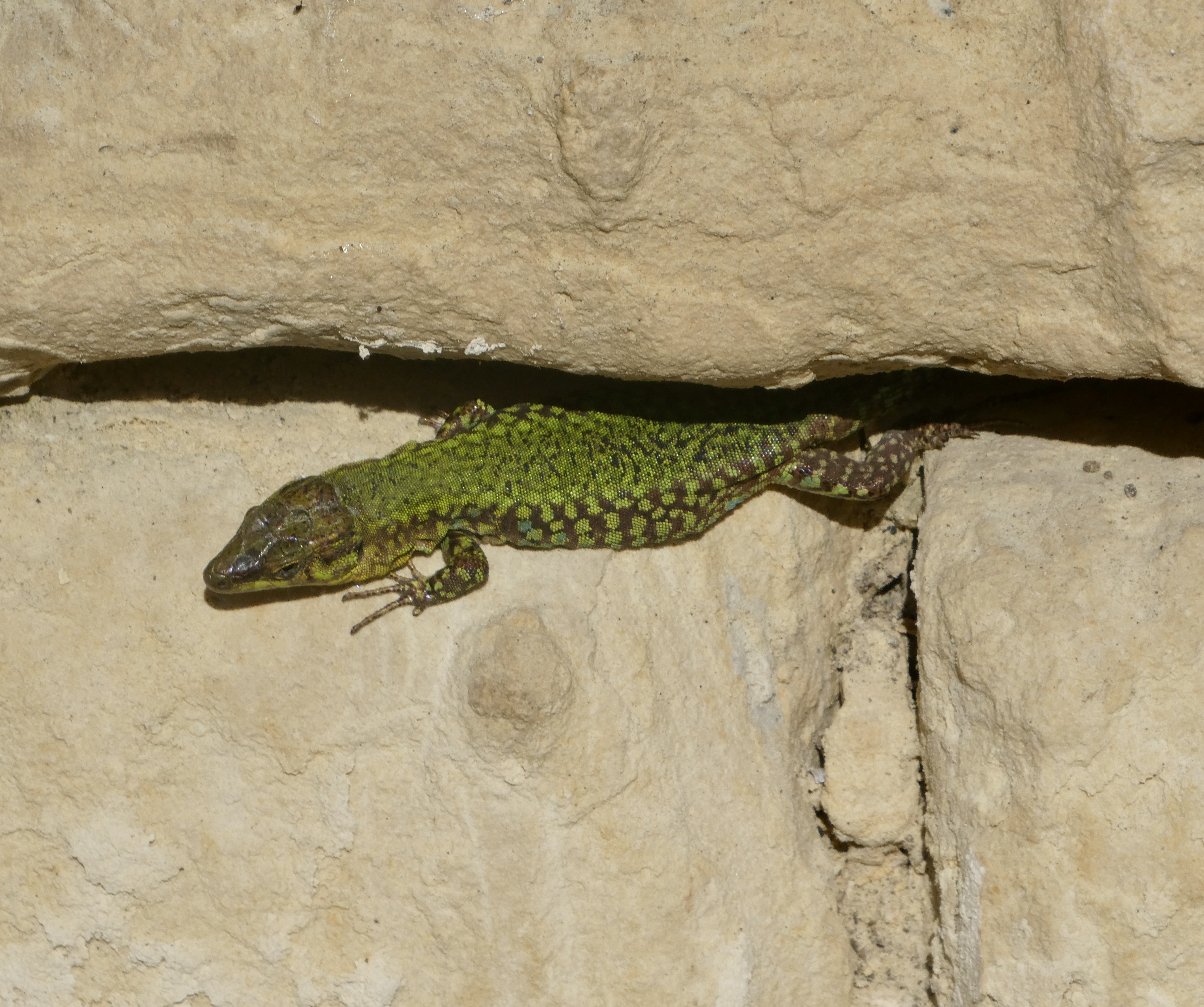 Photo of a lizard emerging from under stones
