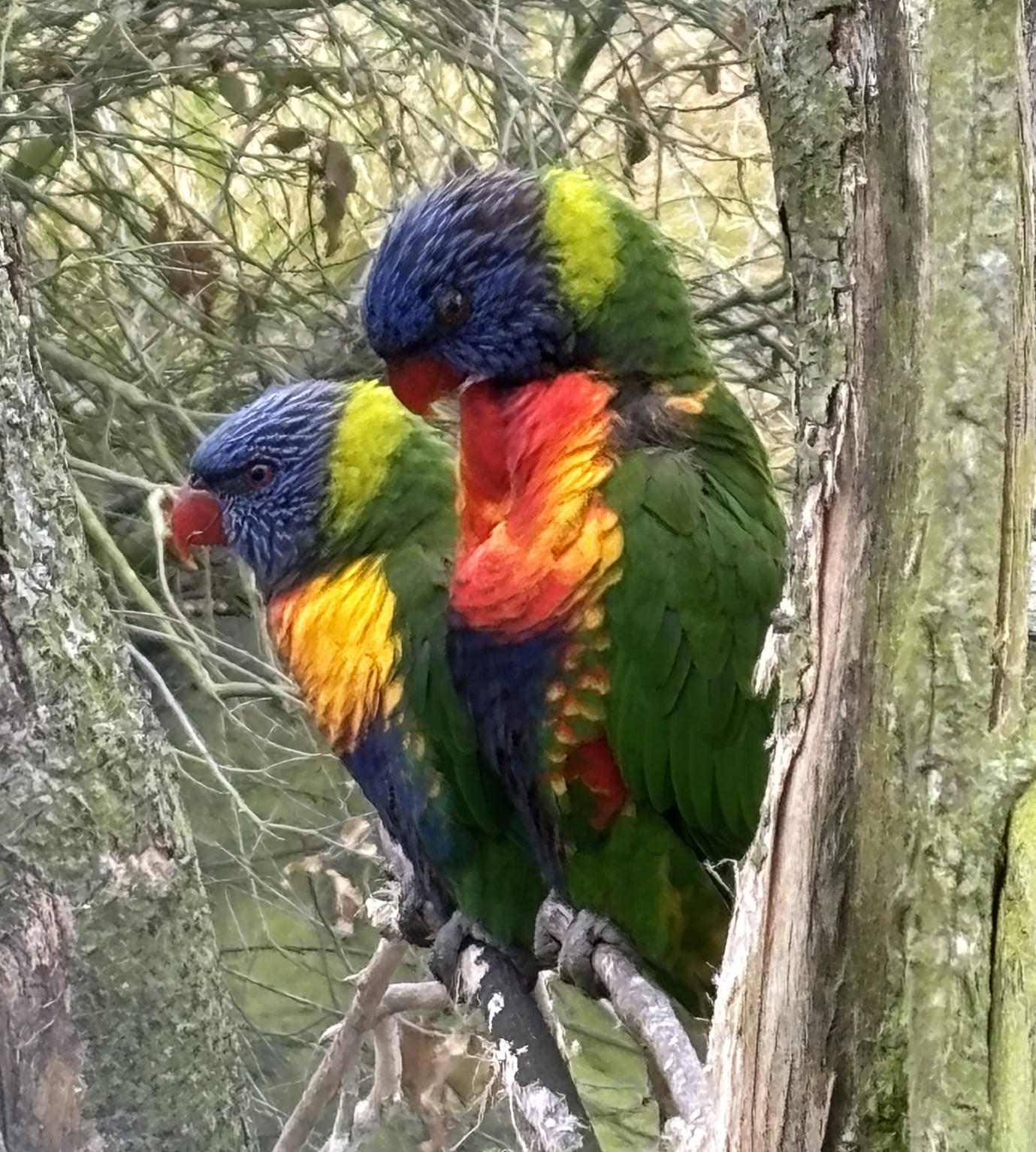 Photo of parrots in a tree