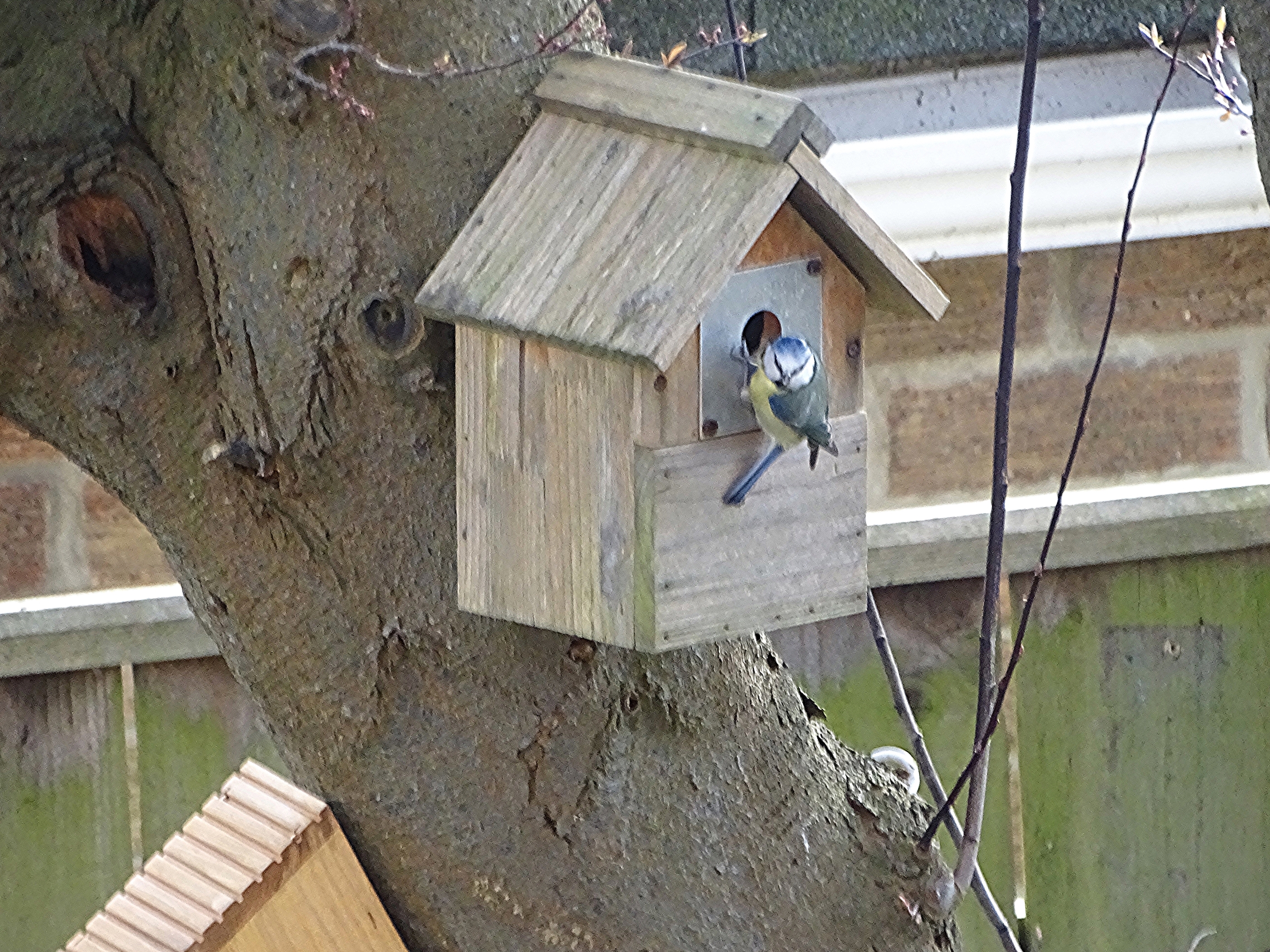 Photo of a blue tit trying to get into a bird box