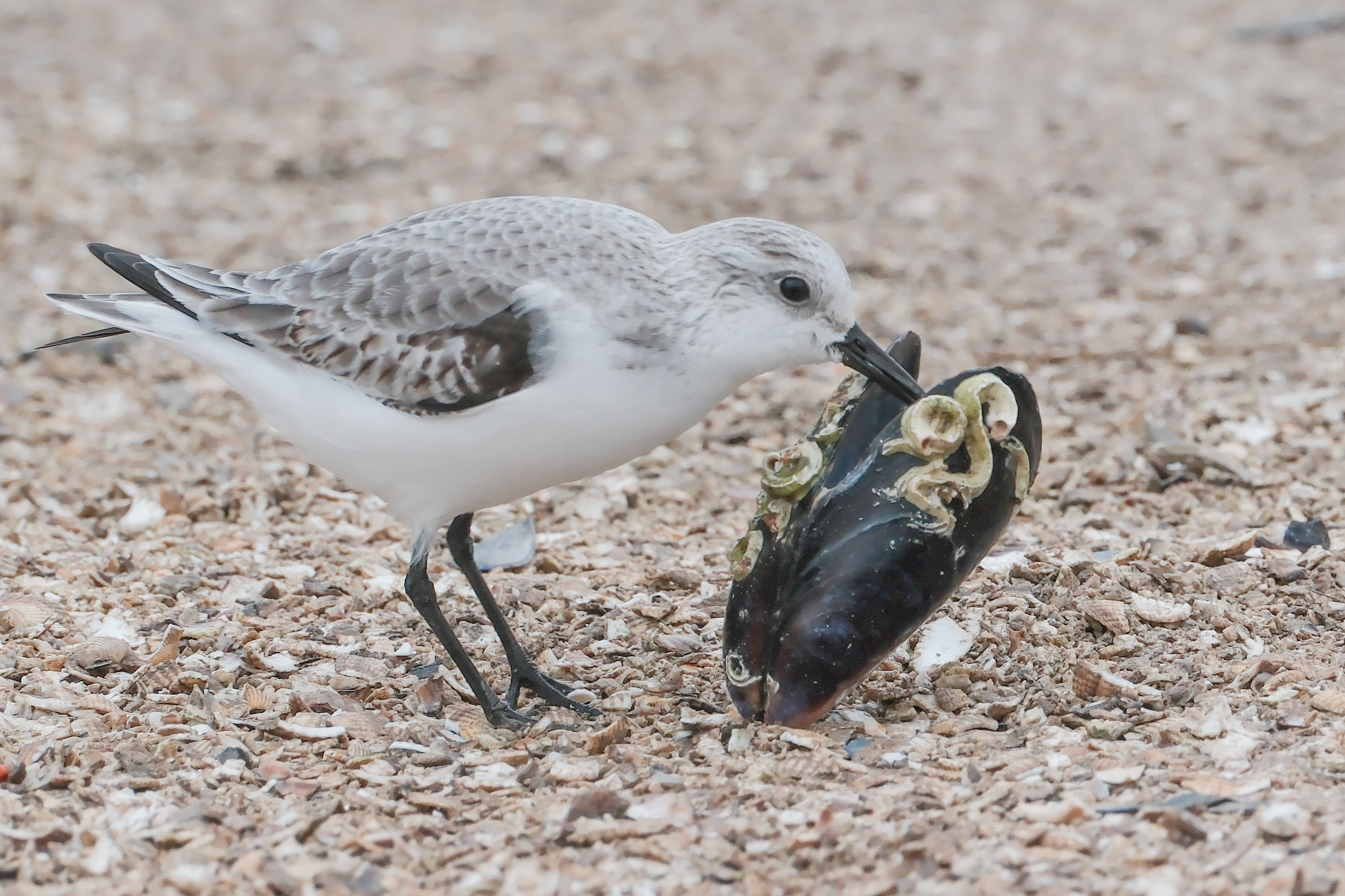 Photograph of seagull with a mussel