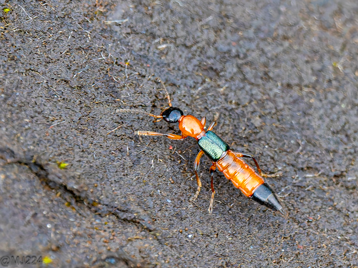 Photo of a whiplash beetle