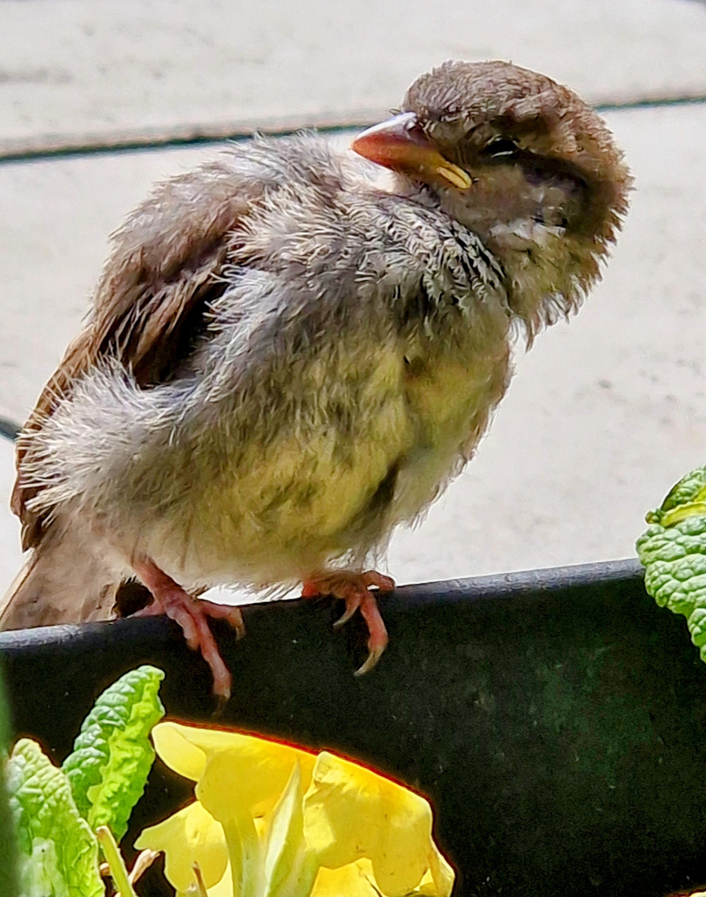 Photo of a baby sparrow
