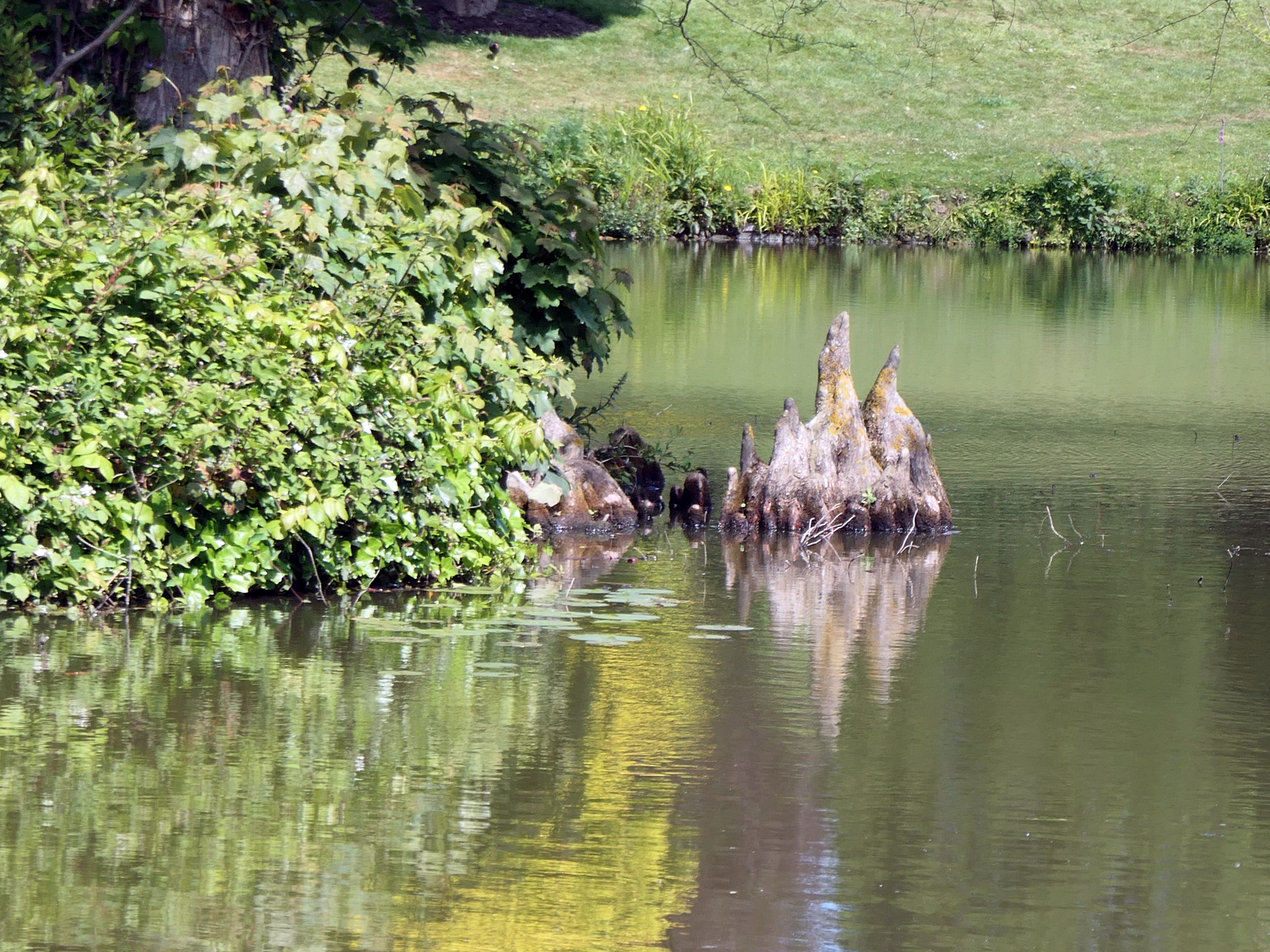 Photo of a tree stumps in water