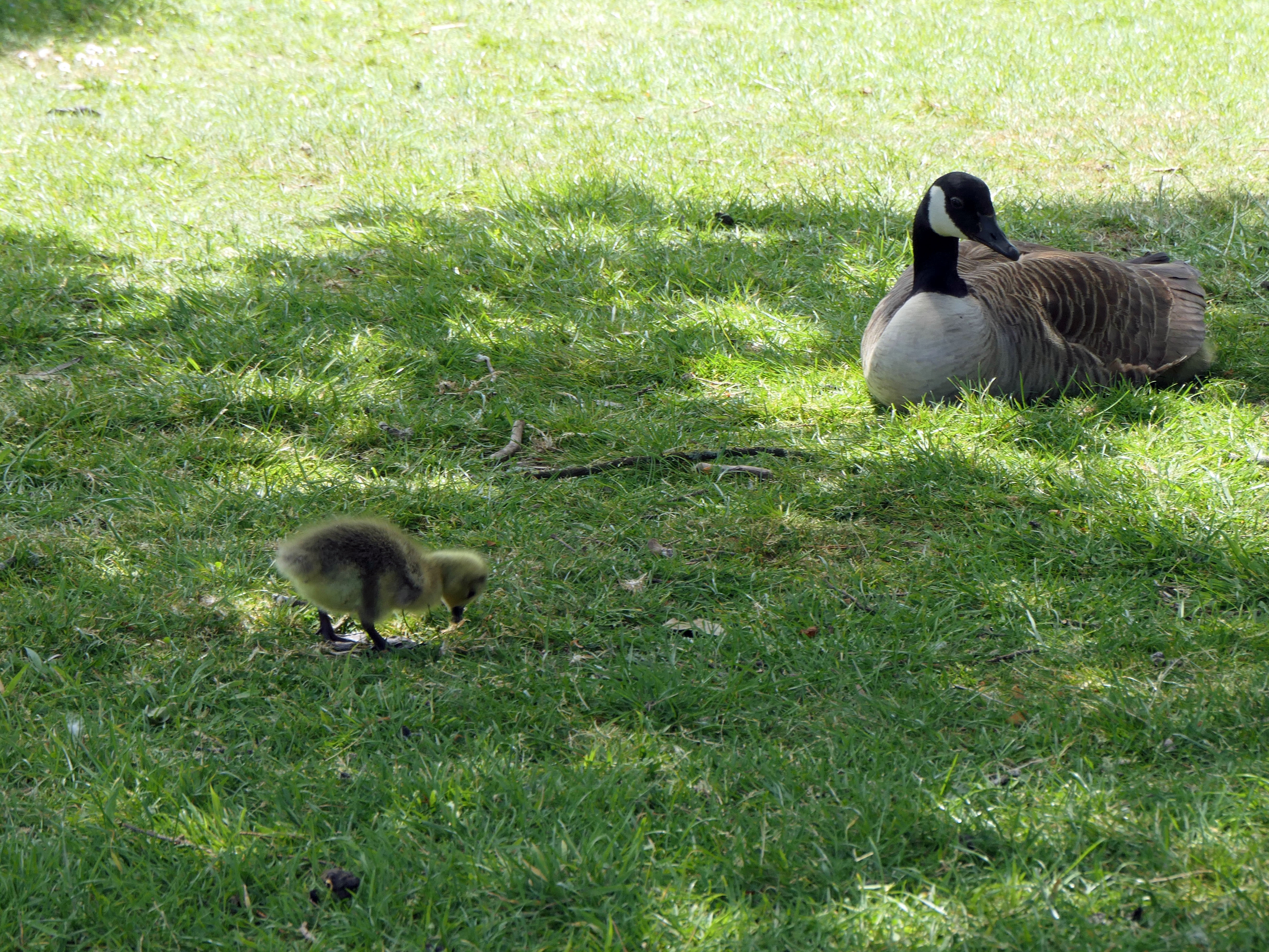 Photo of a family of geese