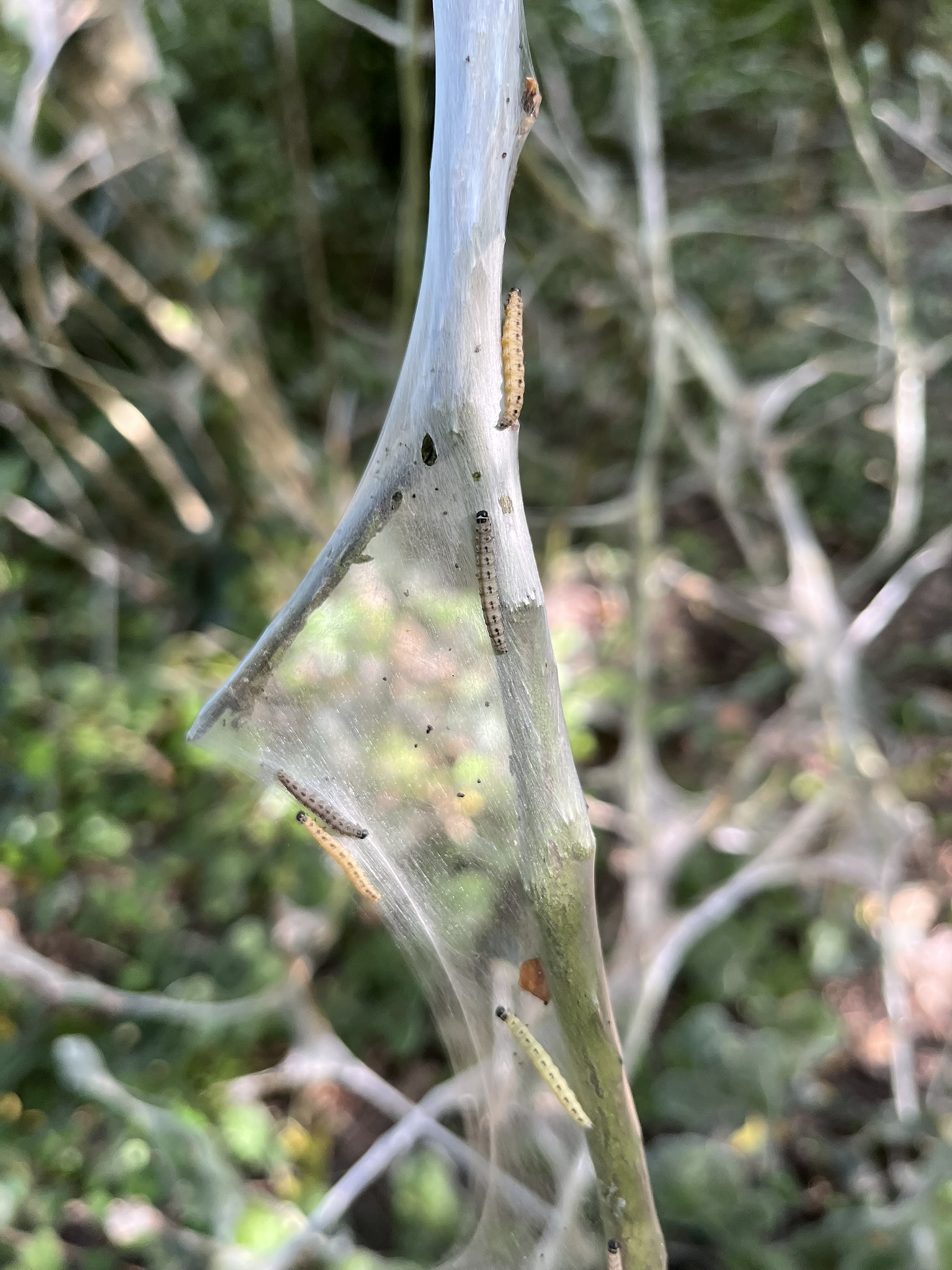 Photo of caterpillars in a web