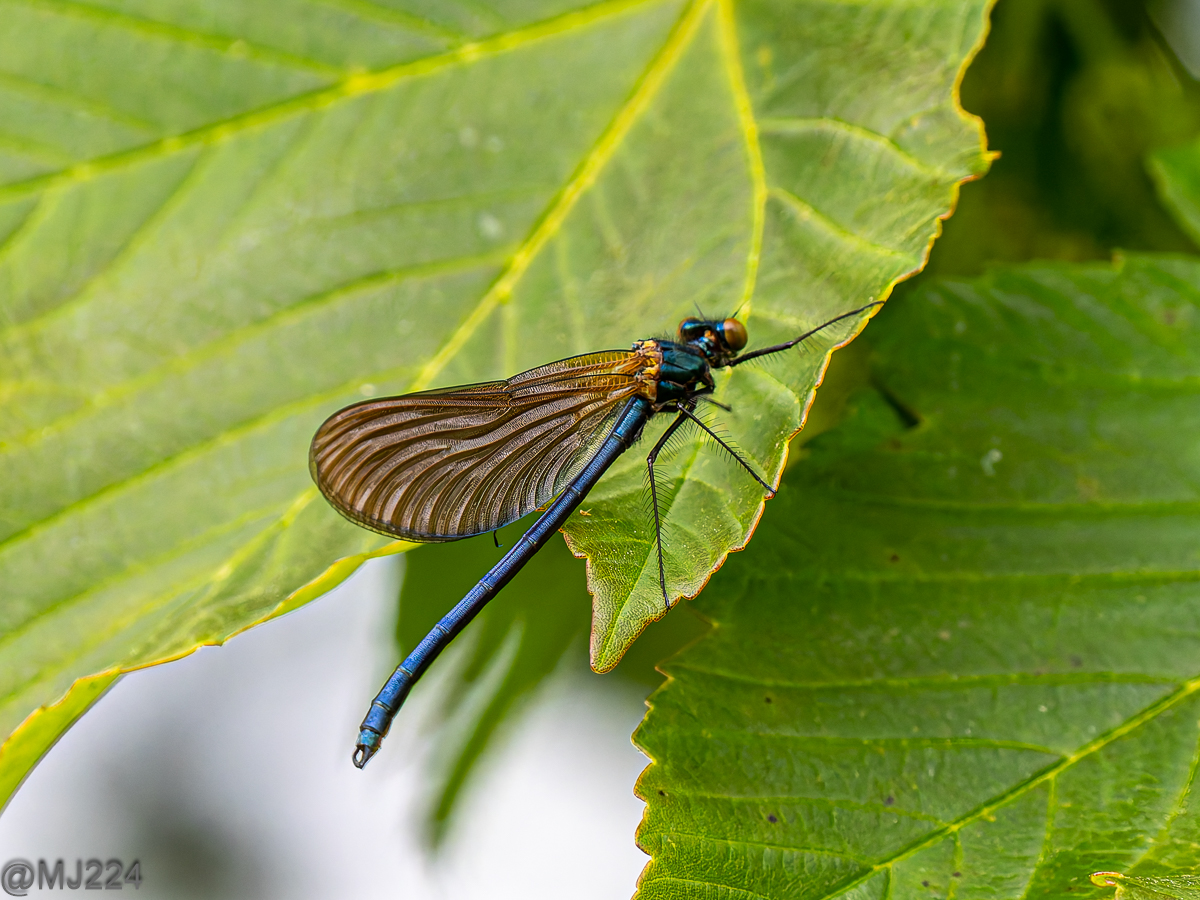Photo of a damselfly