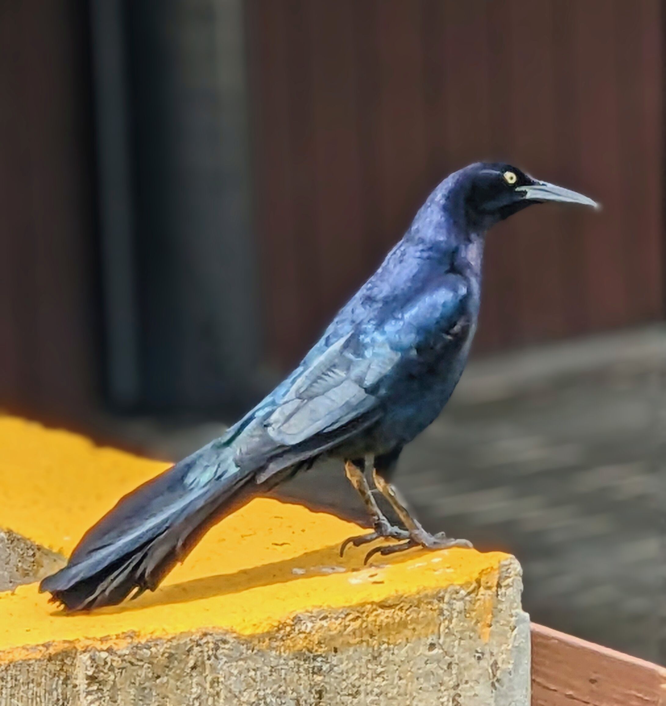 Photo of a Great Tailed Grackle