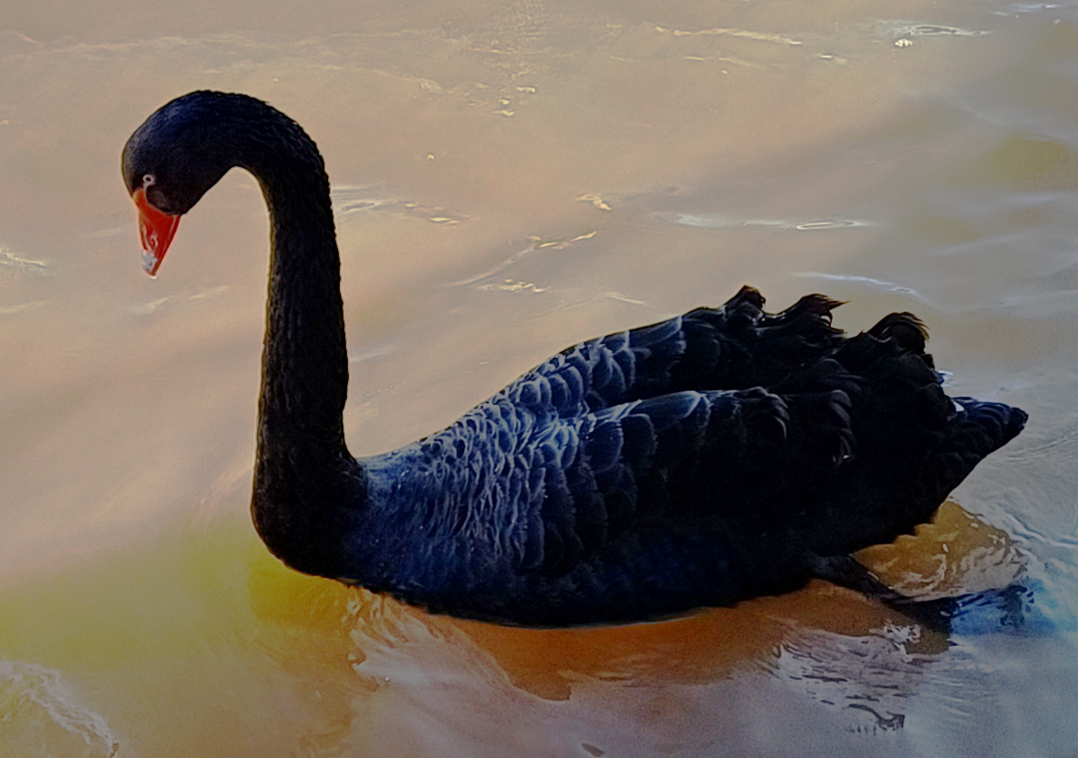 Photo of a black swan