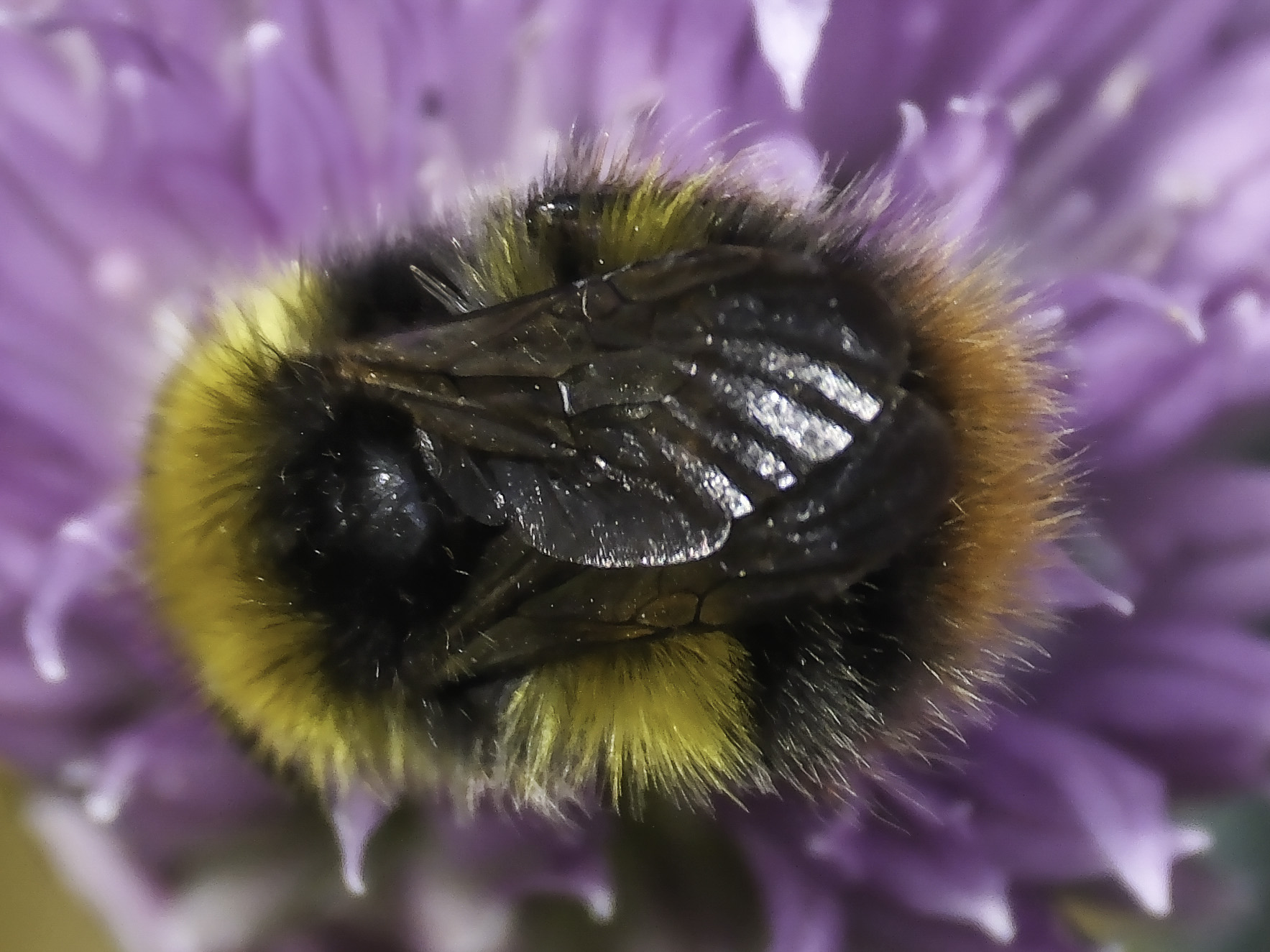Photo of a male bumble bee in a chive flower