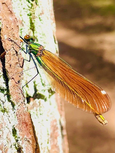 Photo of a damselfly