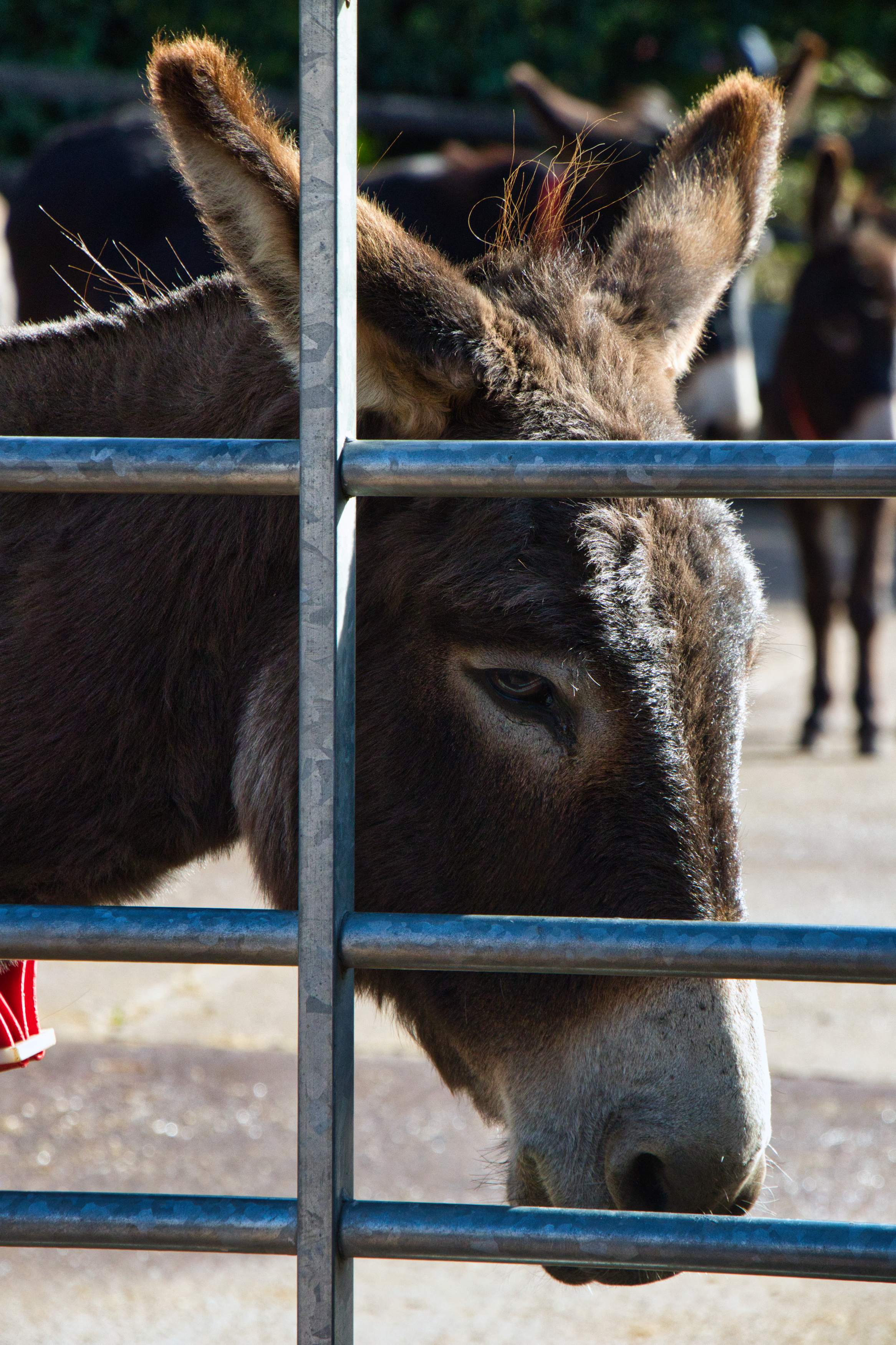 Photo of a donkey behind a gate