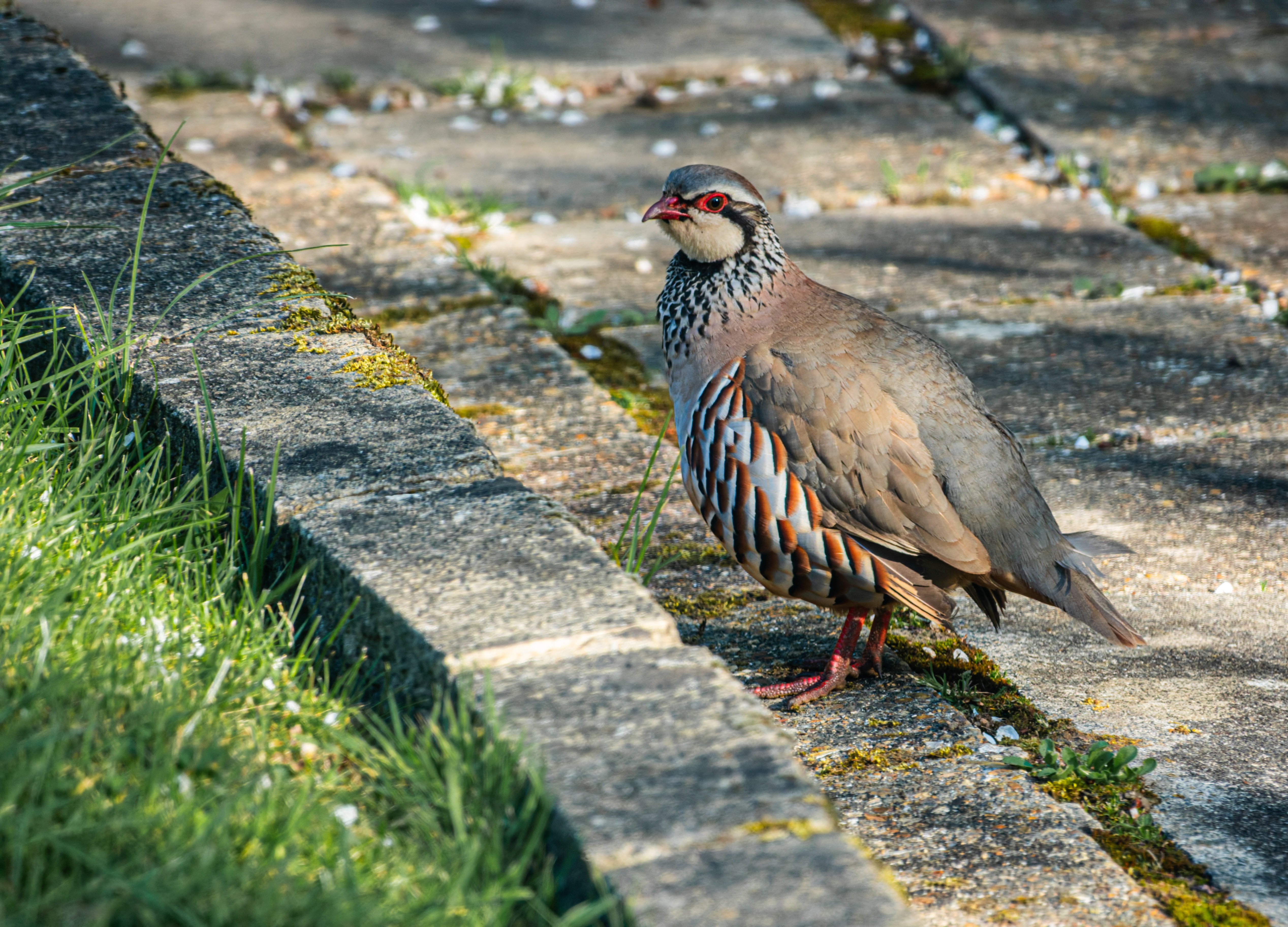 Photo of a partridge