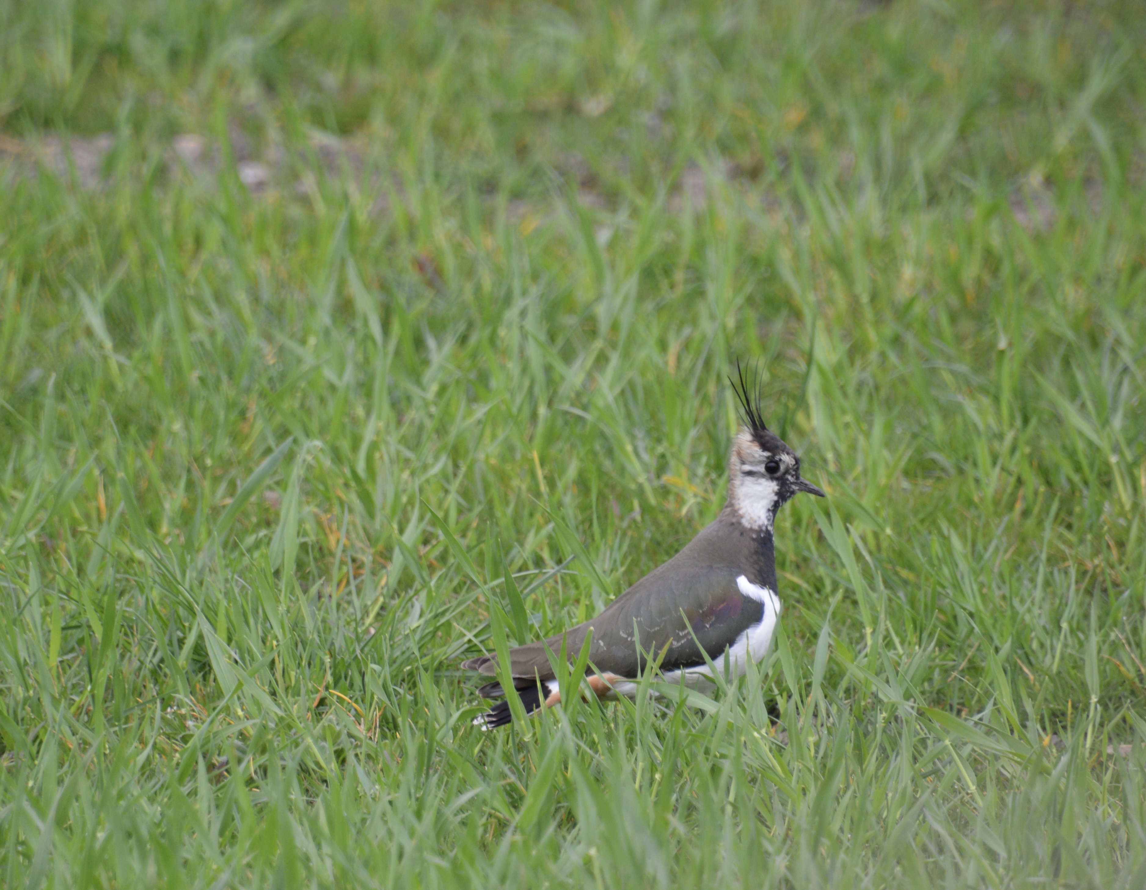 Photo of an alert bird