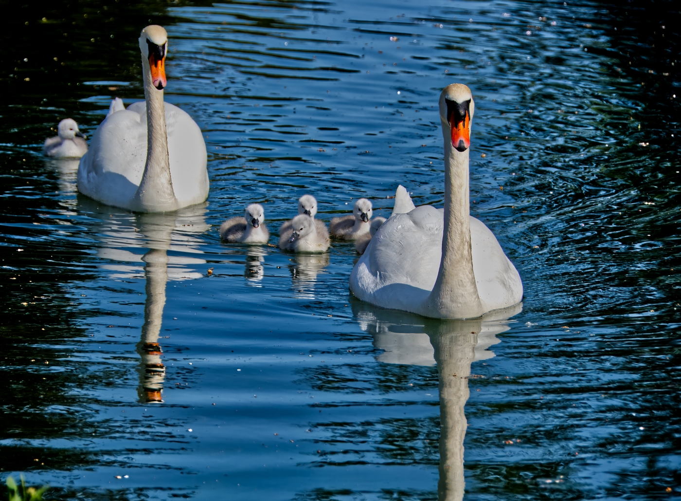 Photo of a family of swans