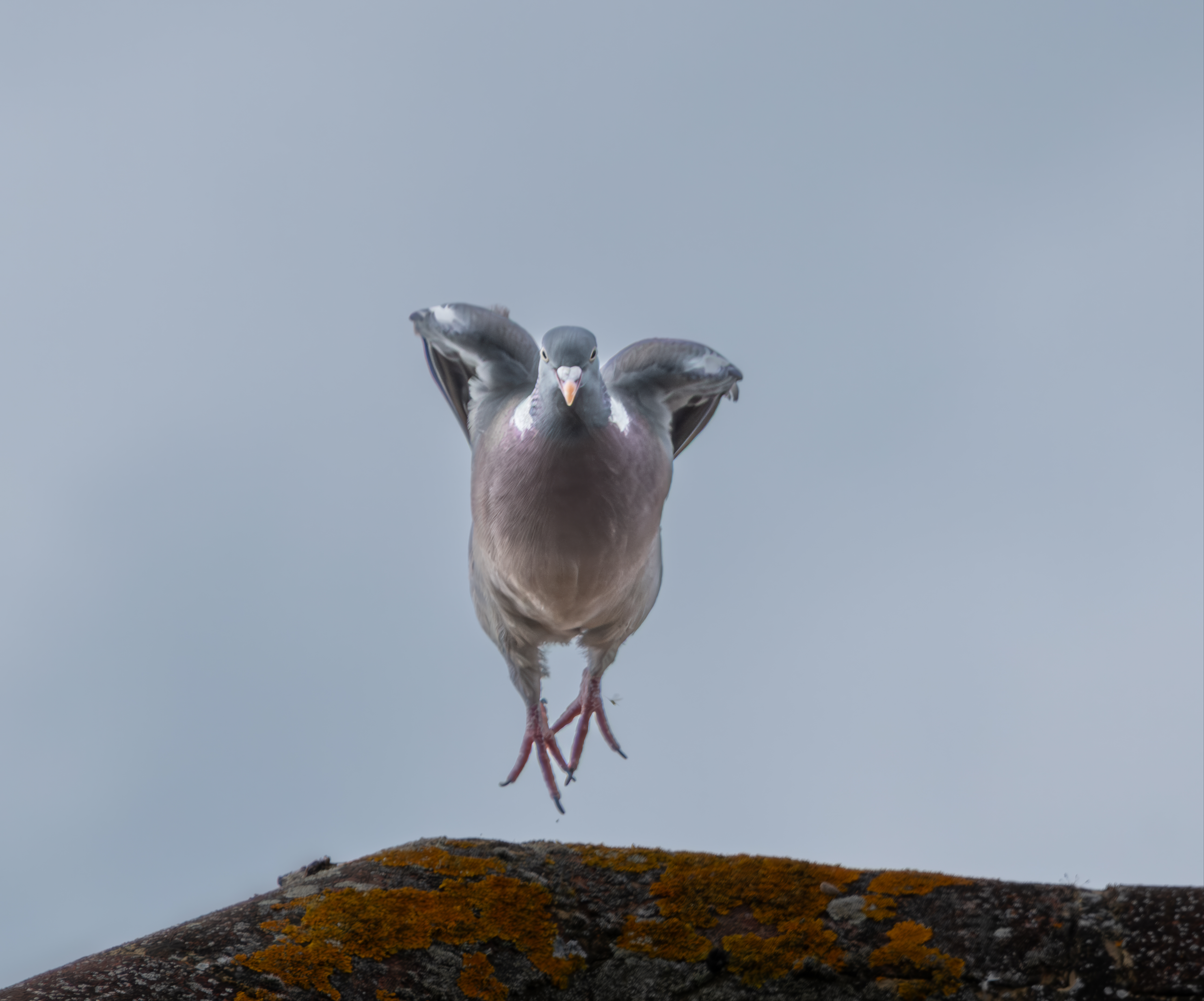 Photo of a pigeon just taking off