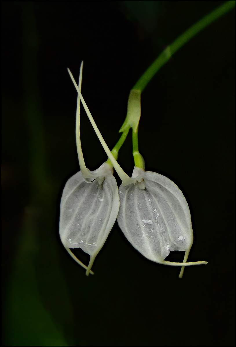 Photo of tiny orchids