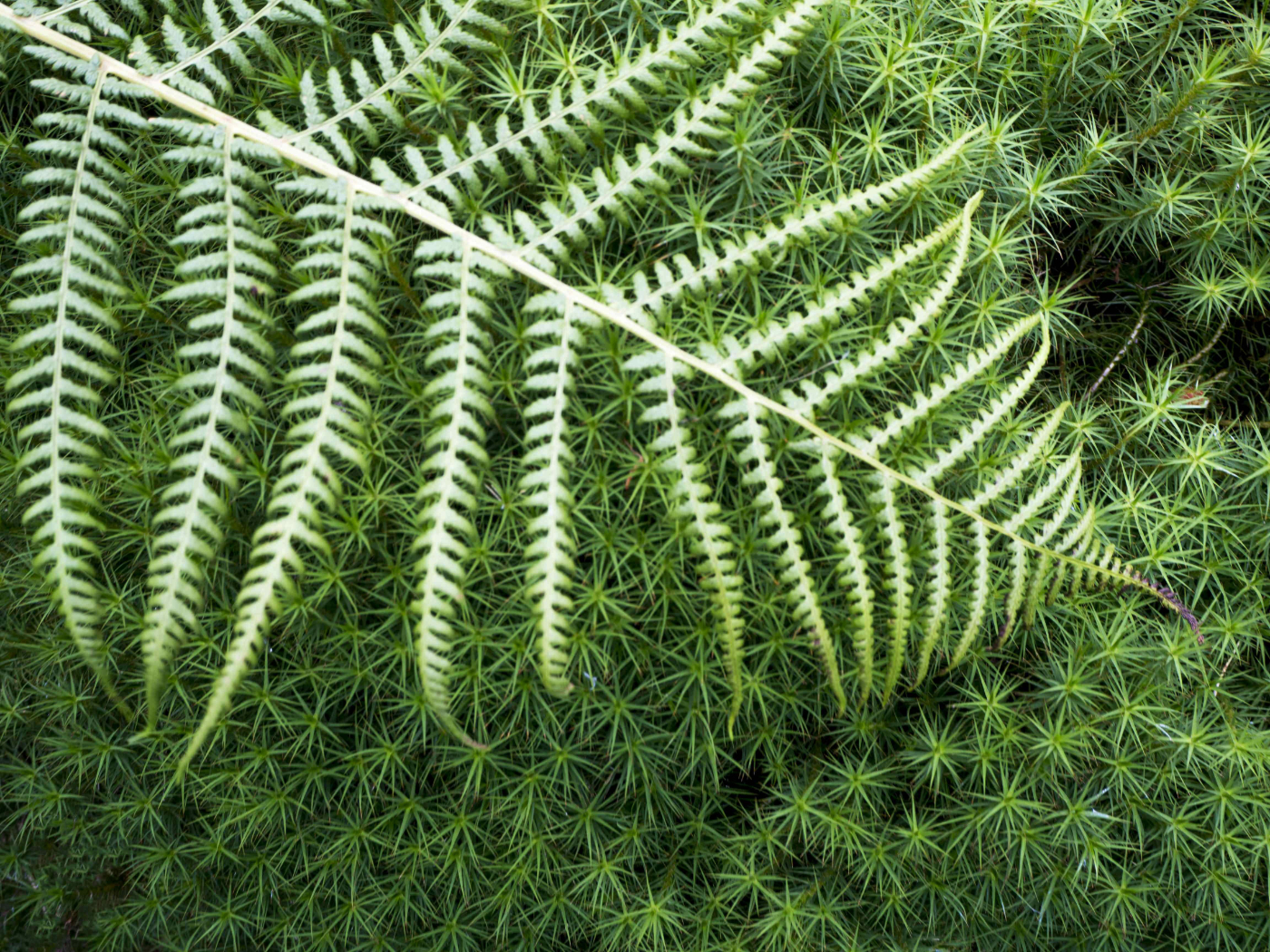Photo of a fern frond