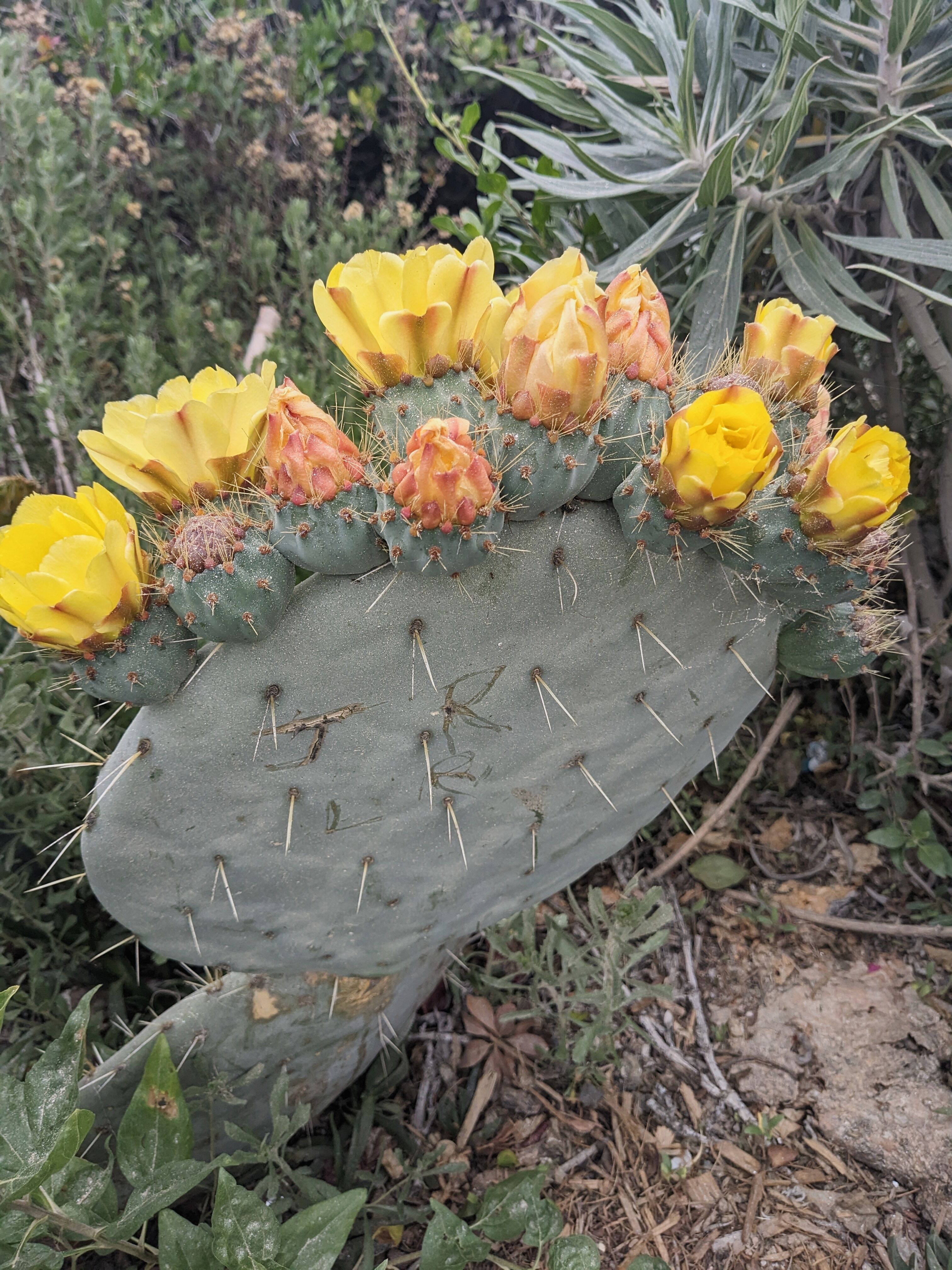 Photo of a cactus in flower