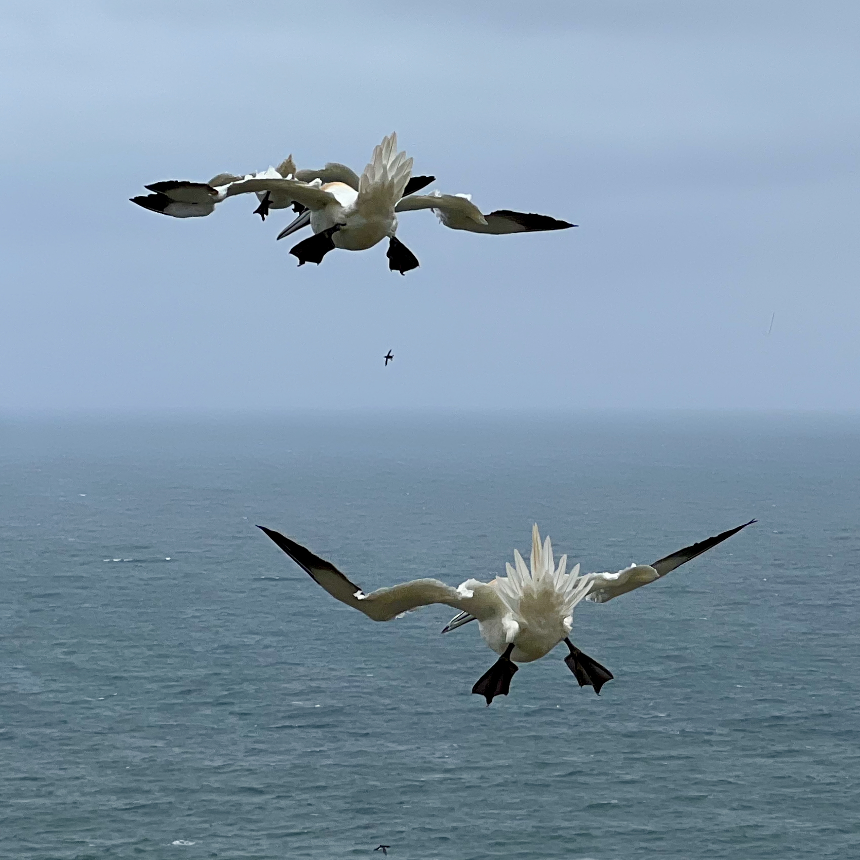 Photo of flying gannets