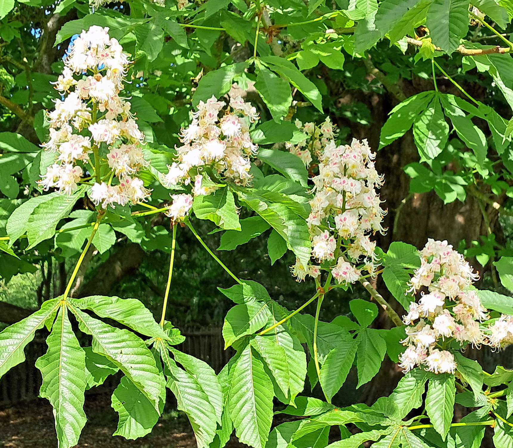Photo of horse chestnut blossoms