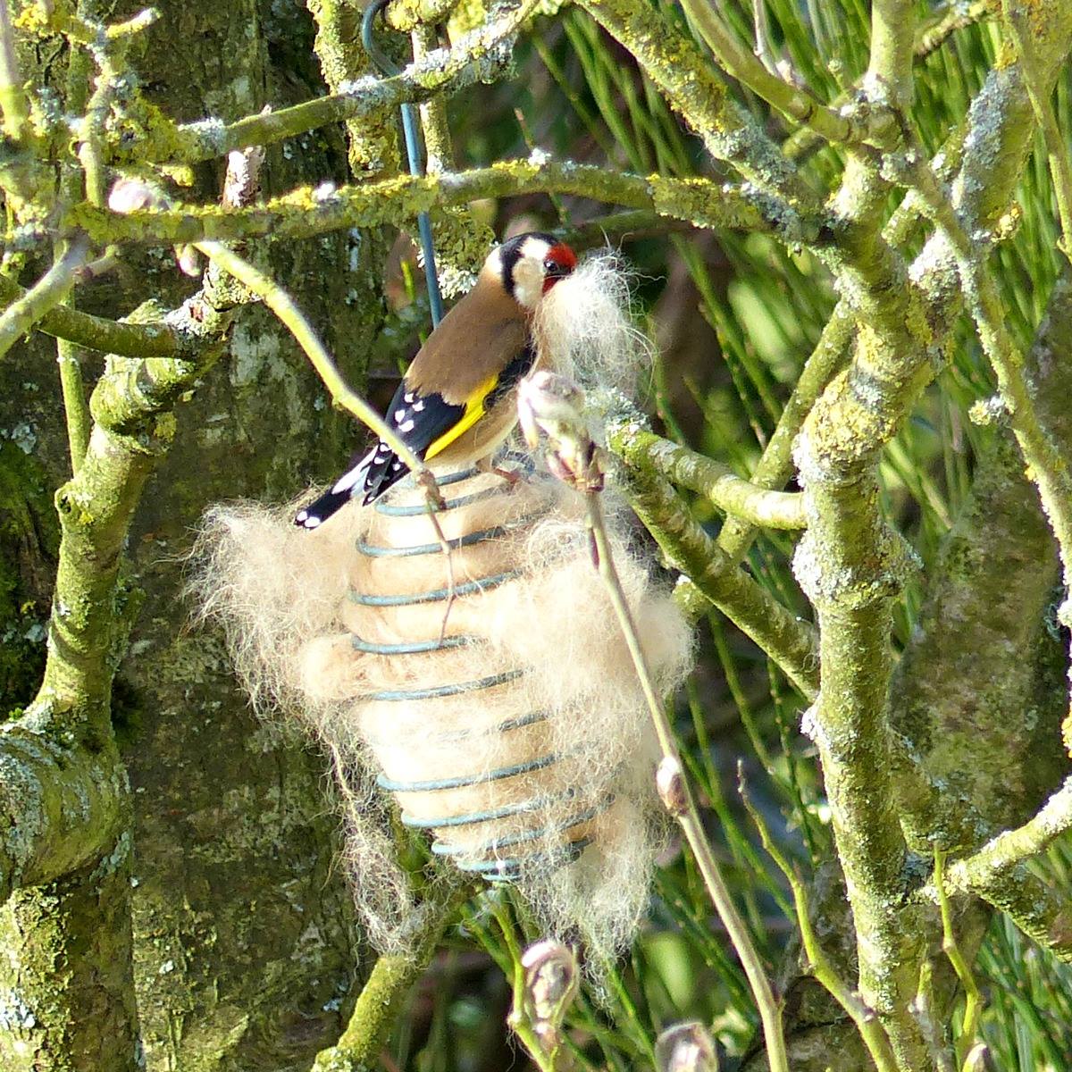 Photo of a chaffinch nest building with fur