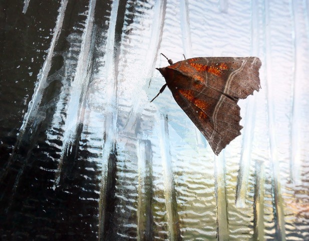 Photo of a herald moth