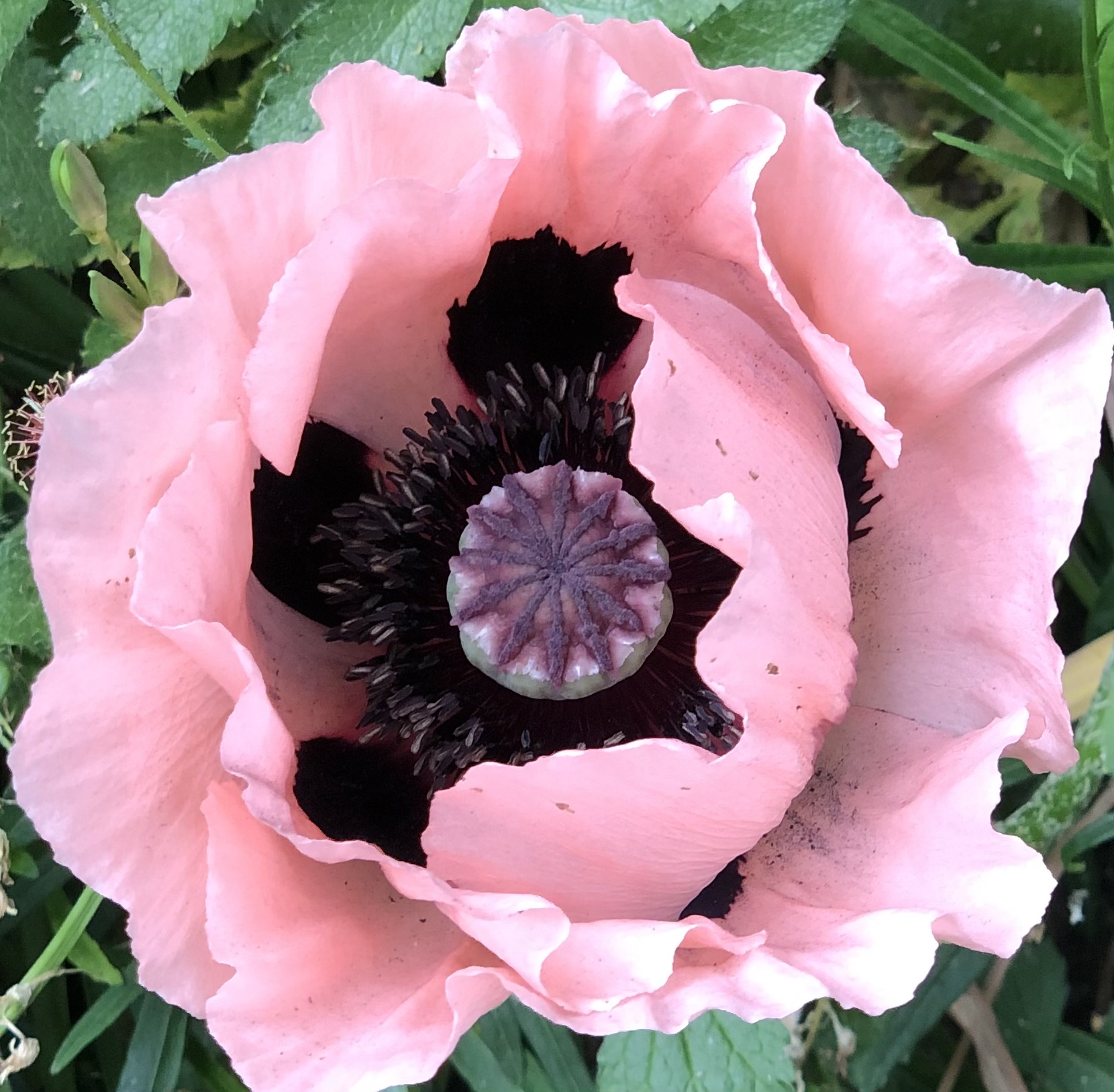 Photo of an oriental poppy