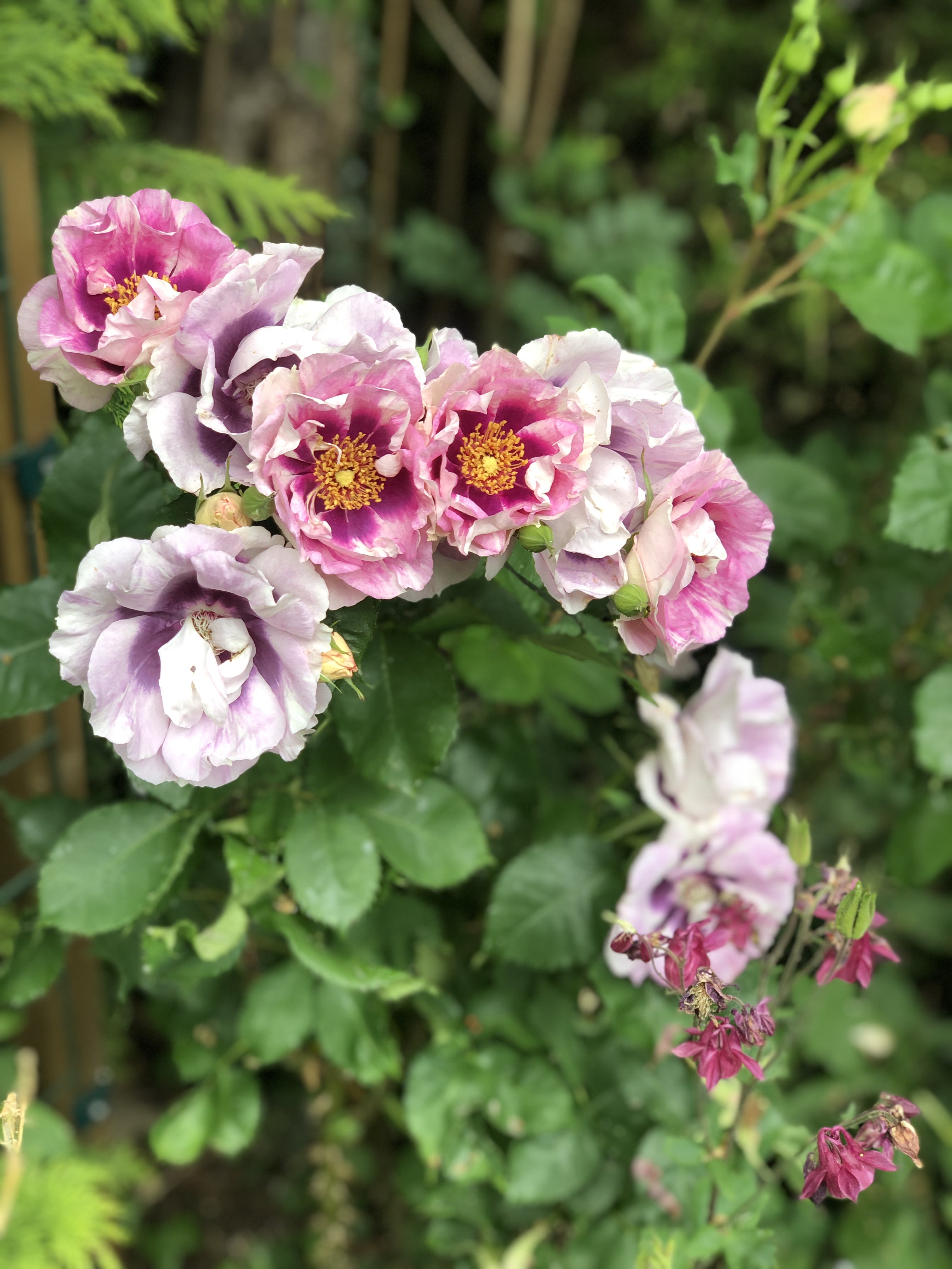 Photo of pink peonies