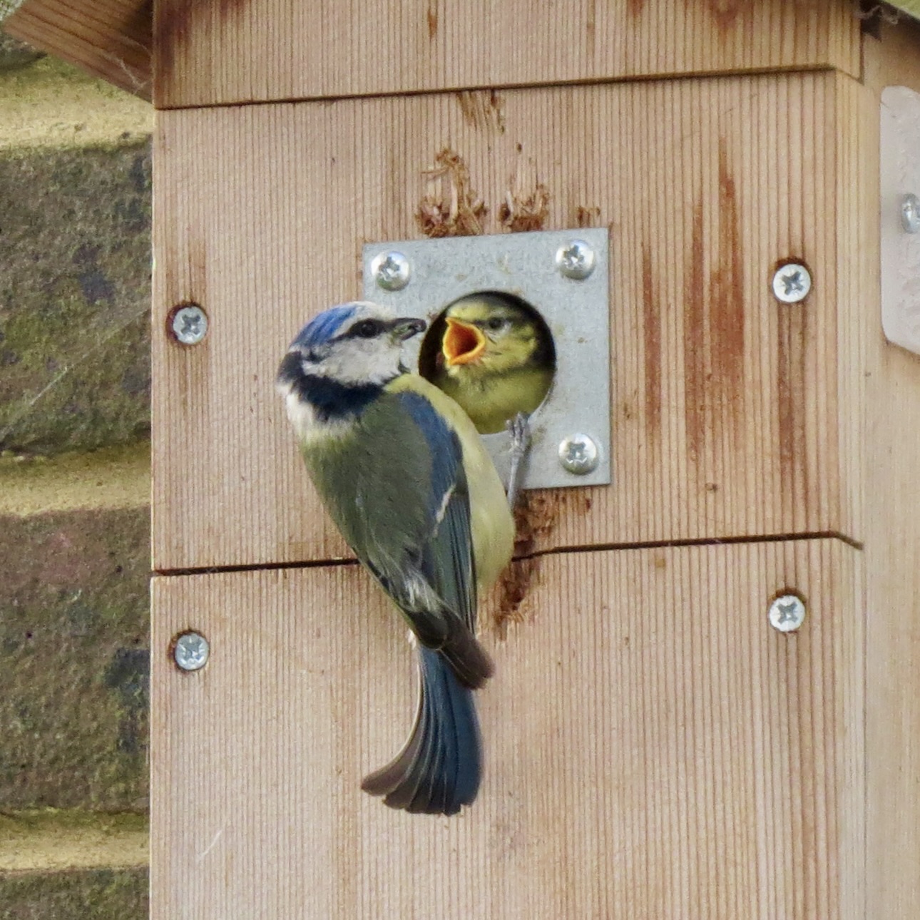 Photo of a blue tit feeding young