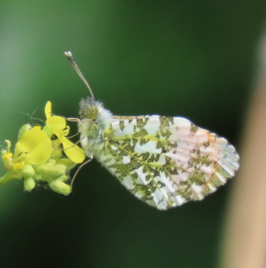 Photo of an orange tip butterfly on a mustard flower