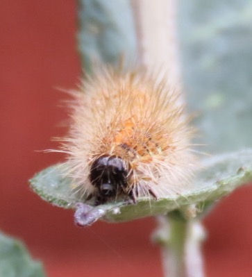 Photo of a Jersey tiger moth caterpillar