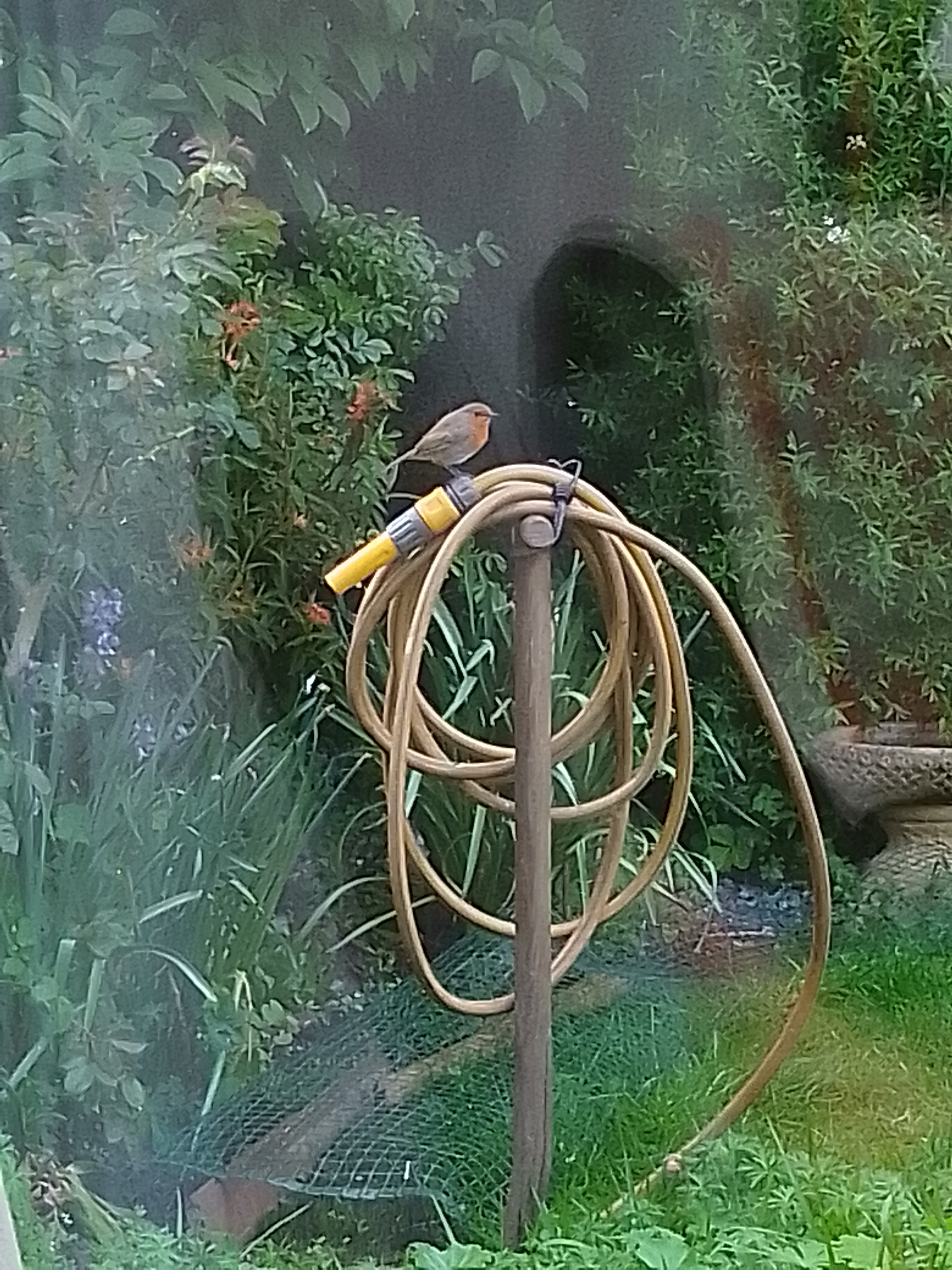Photo of a robin in a garden