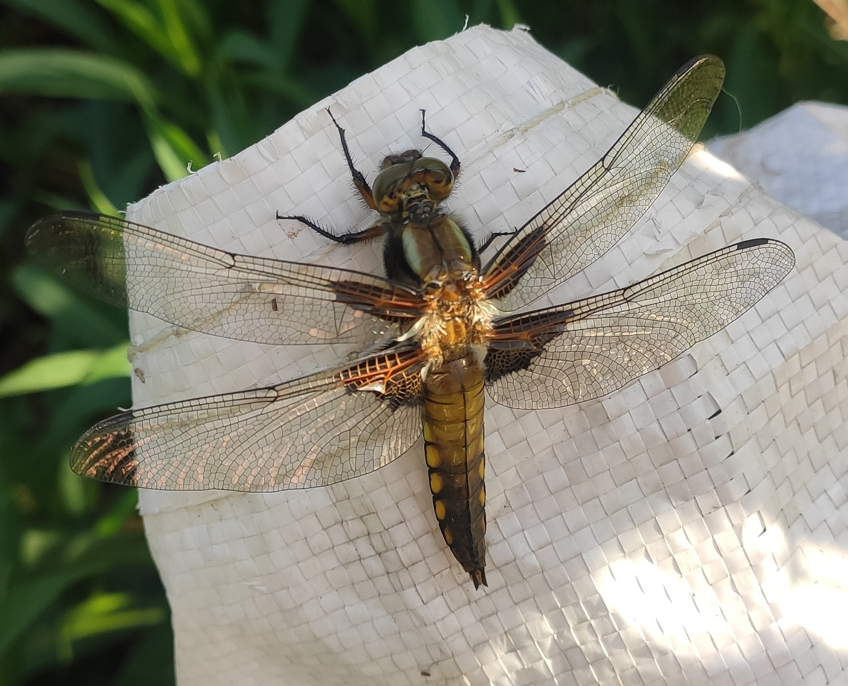 Photo of a drying dragonfly