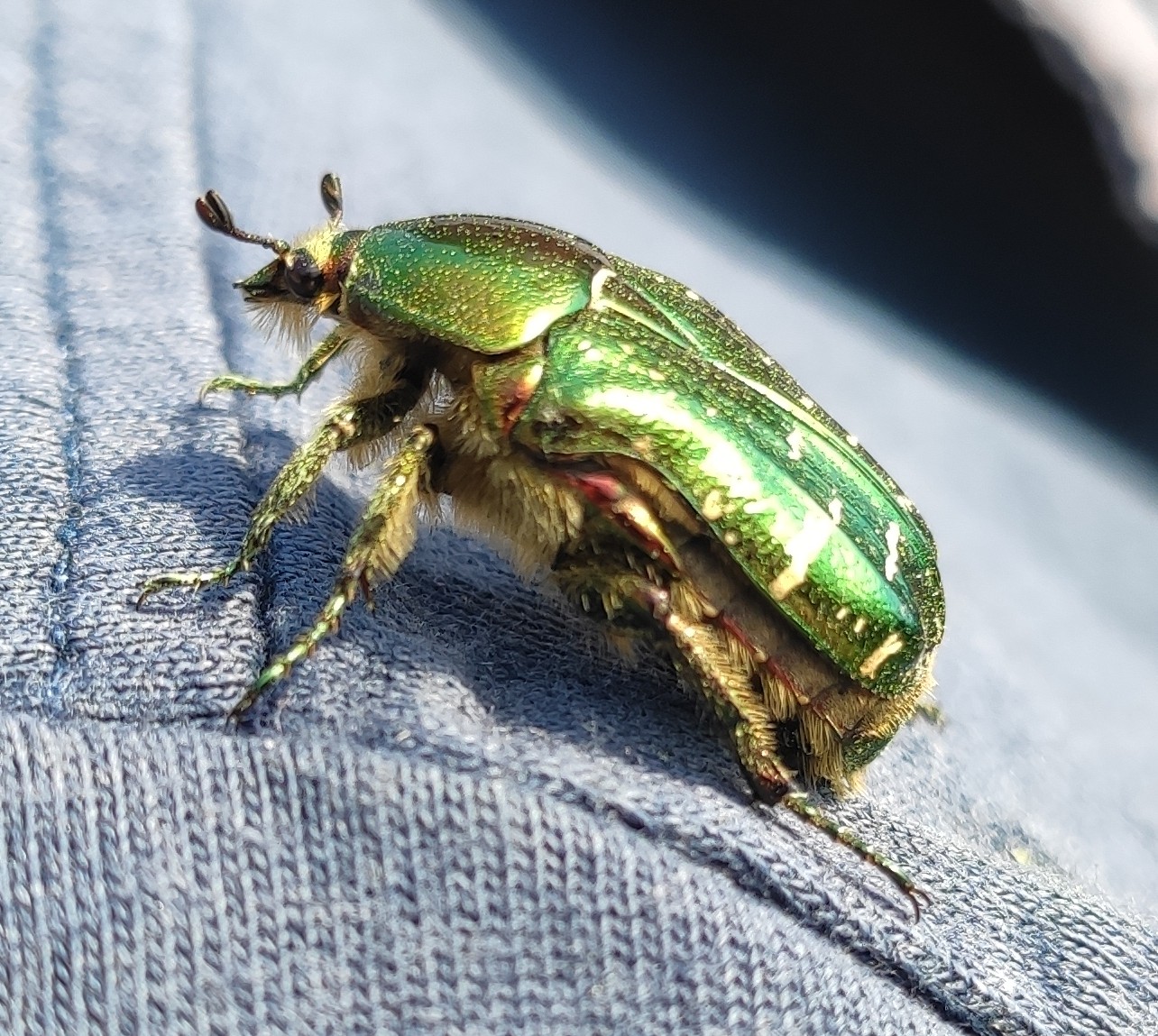 Photo of a rose chafer beetle