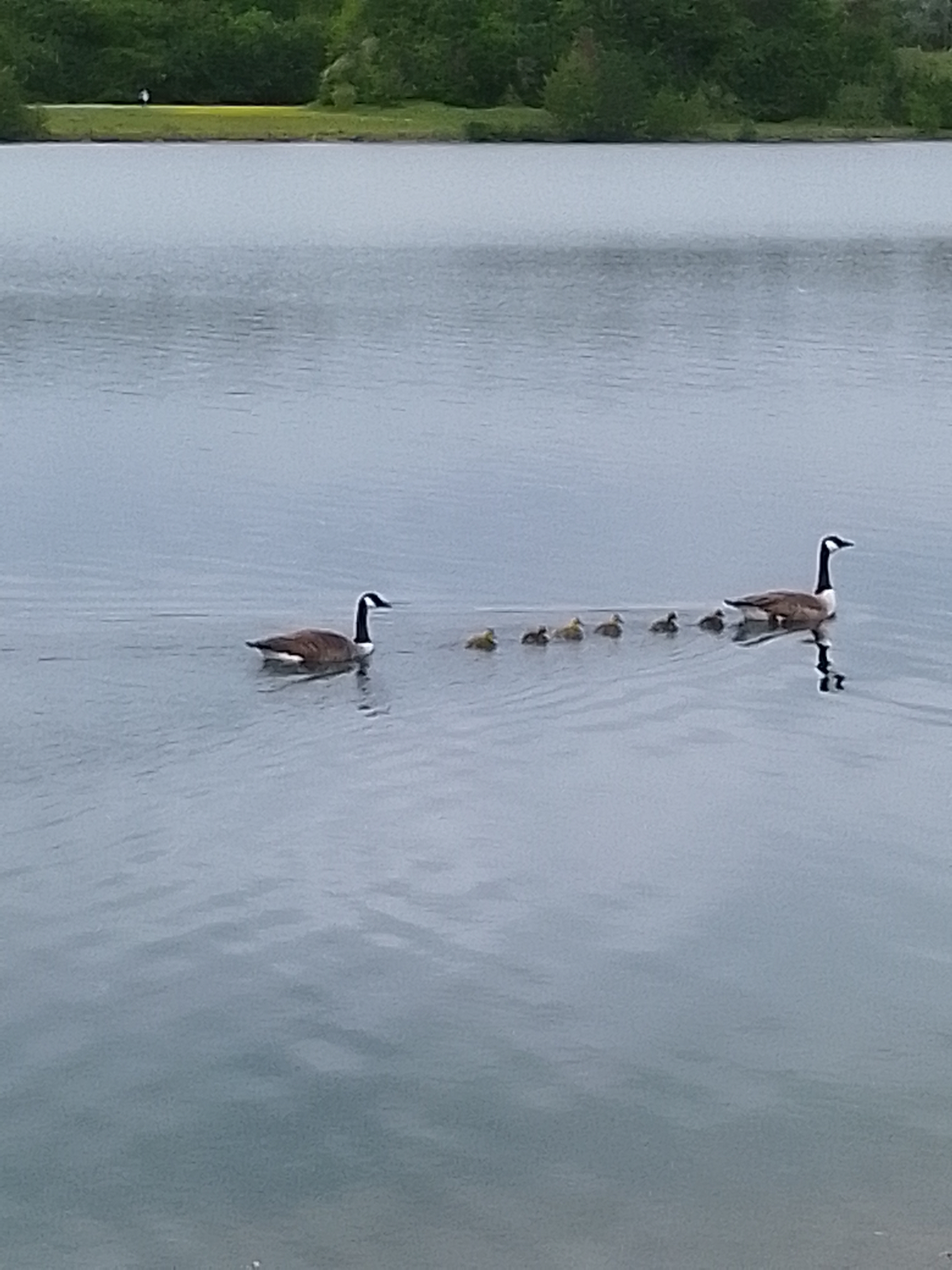 Photo of a family of geese