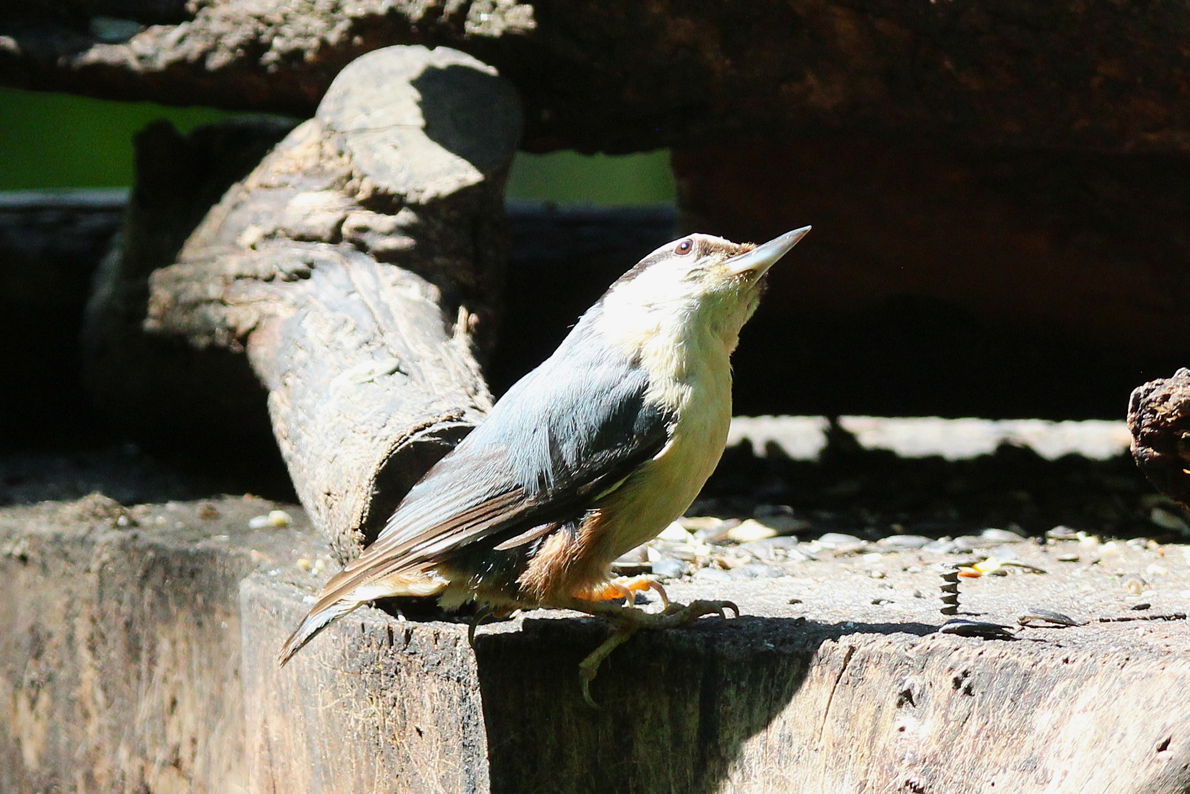 Photo of an observant nuthatch