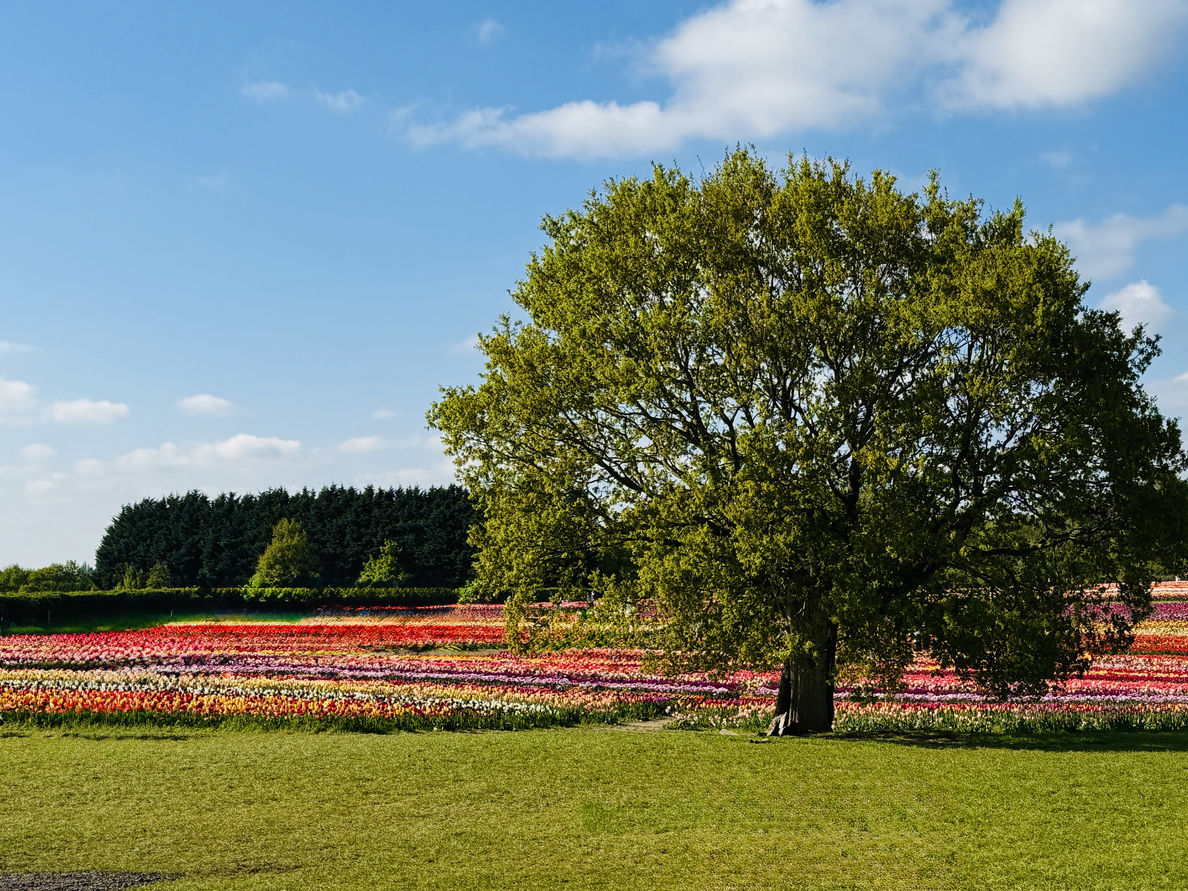 Photo of a tulip fields