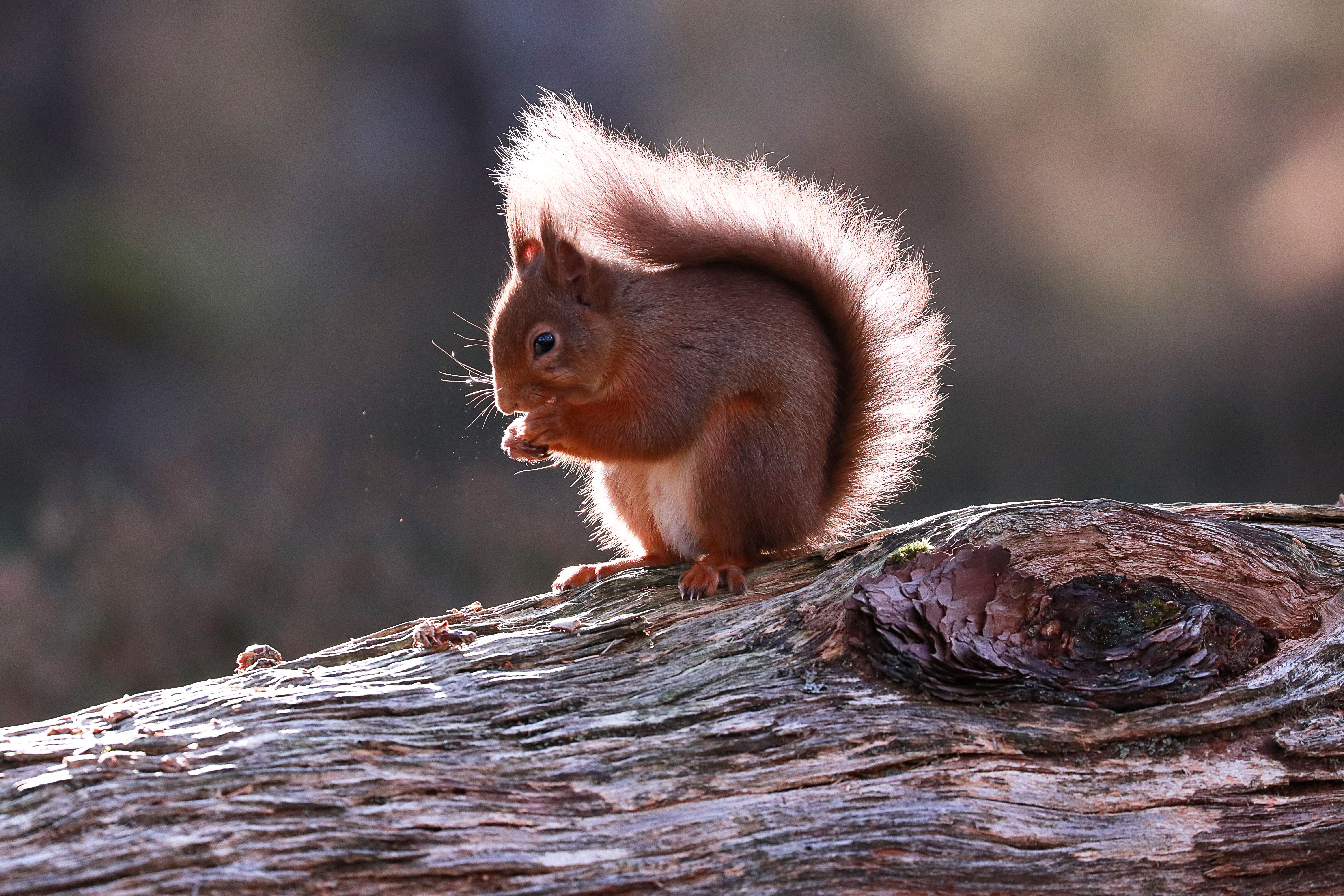 Photo of a red squirrel