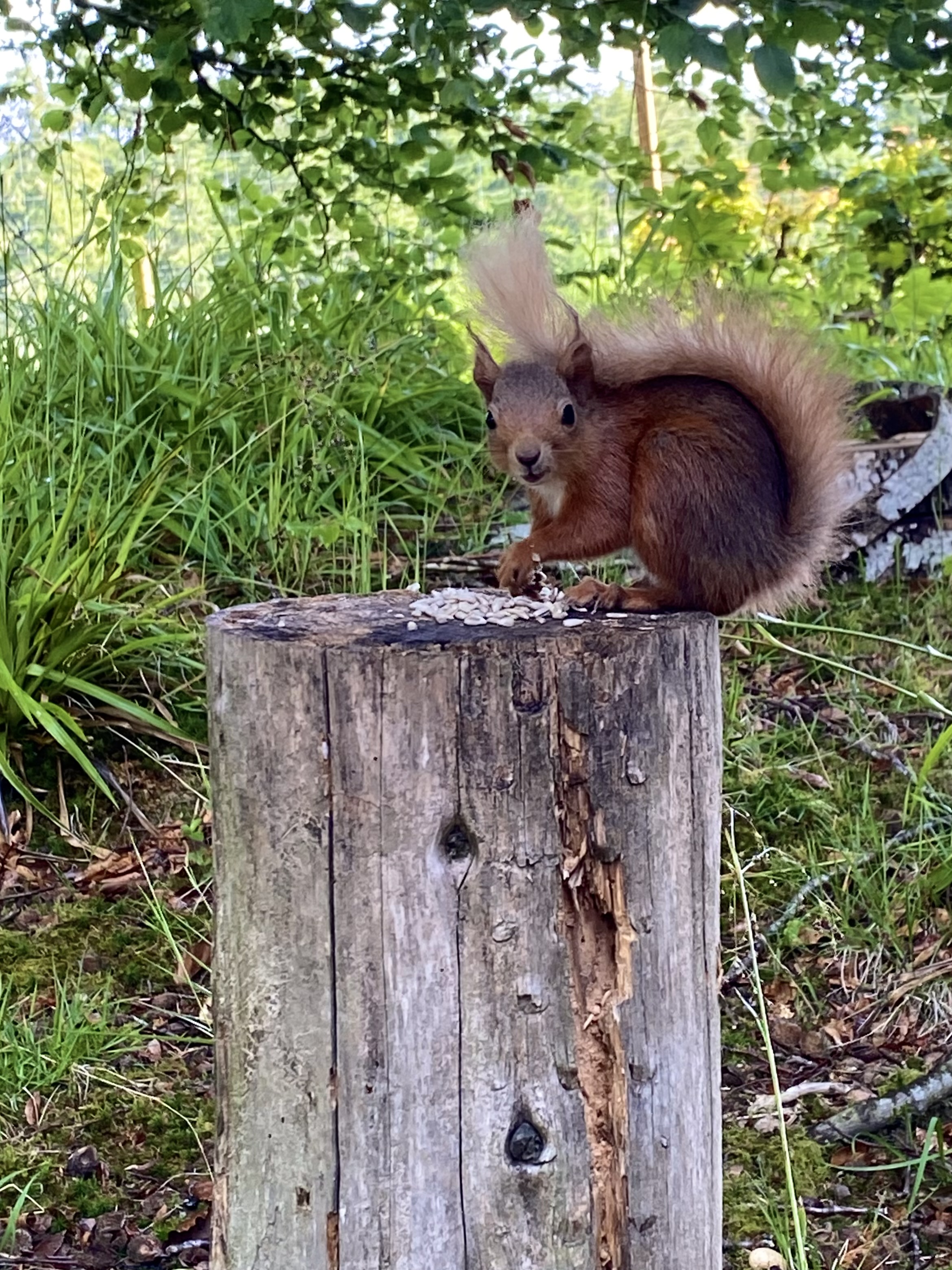 Photo of a red squirrel
