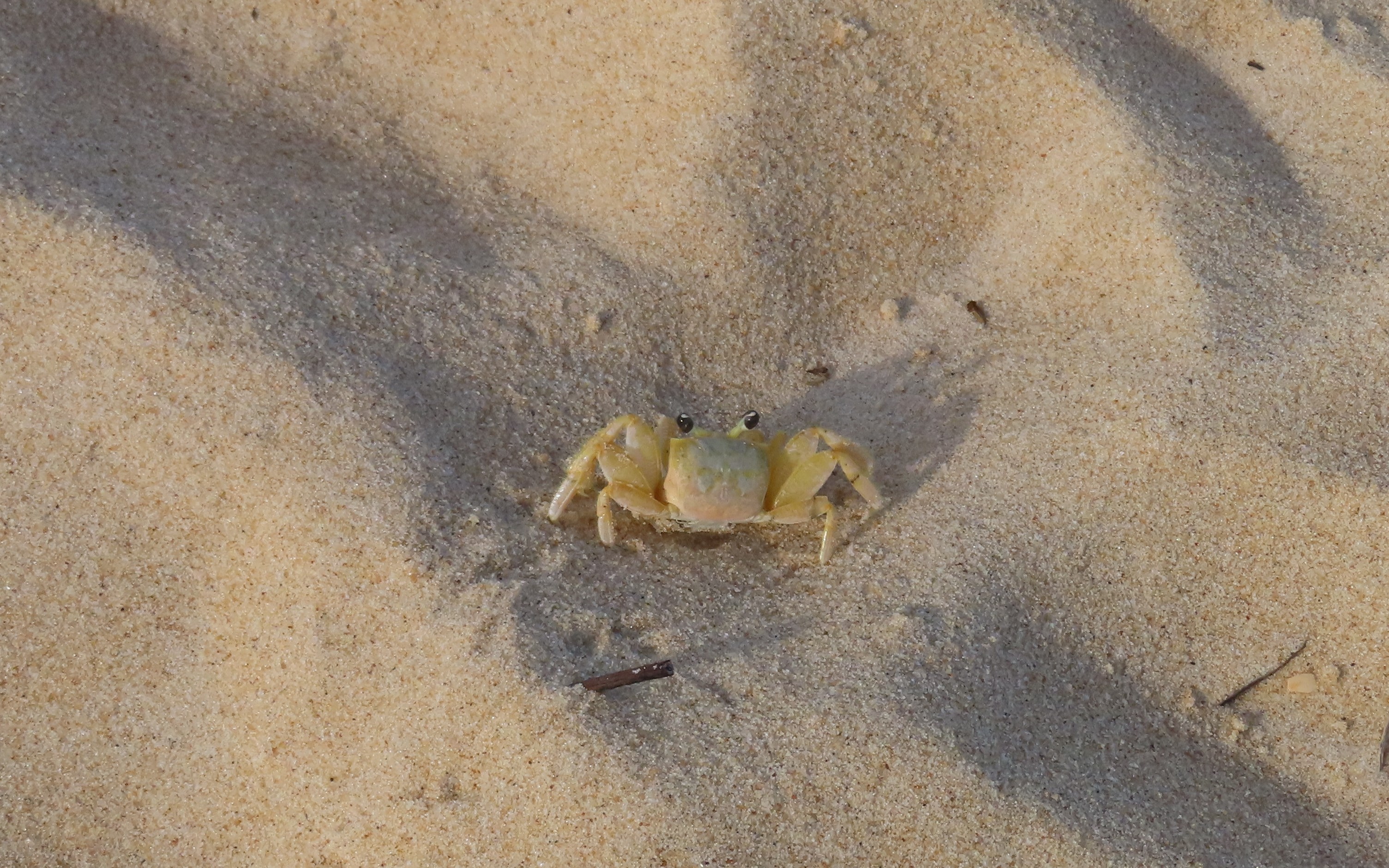 Photo of a crab on a sandy beach