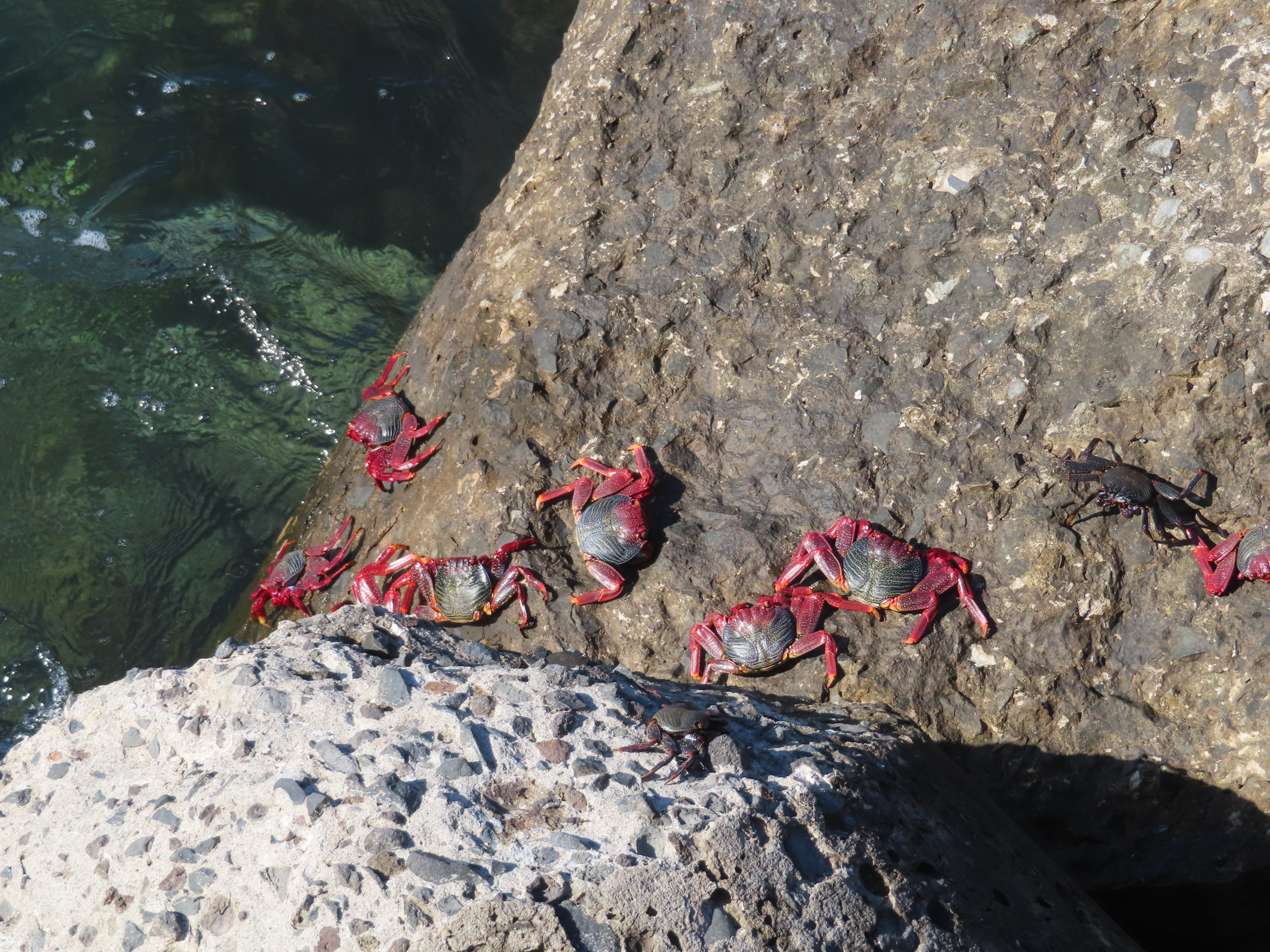 Photo of small red and black crabs