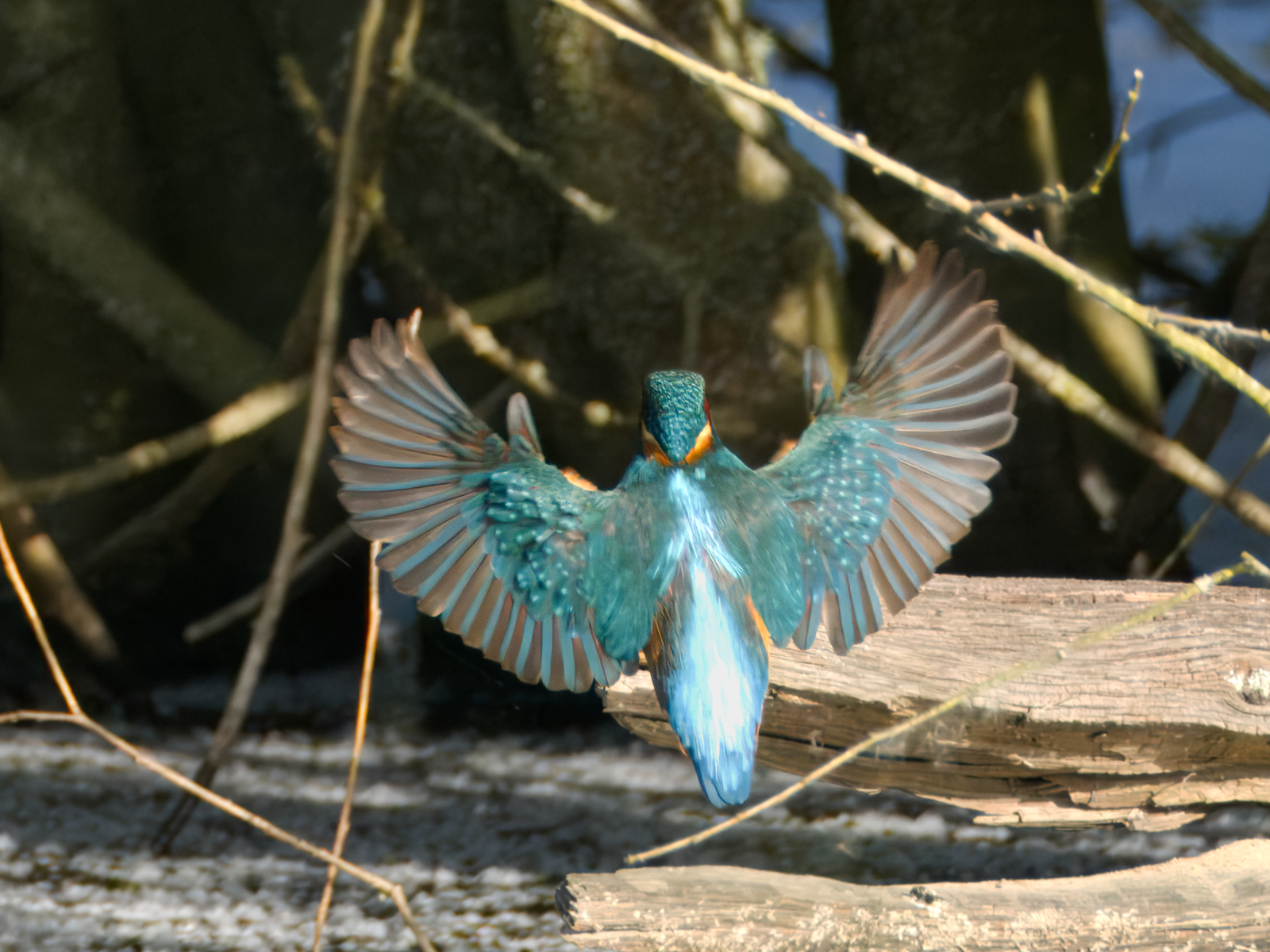 Photo of a kingfisher