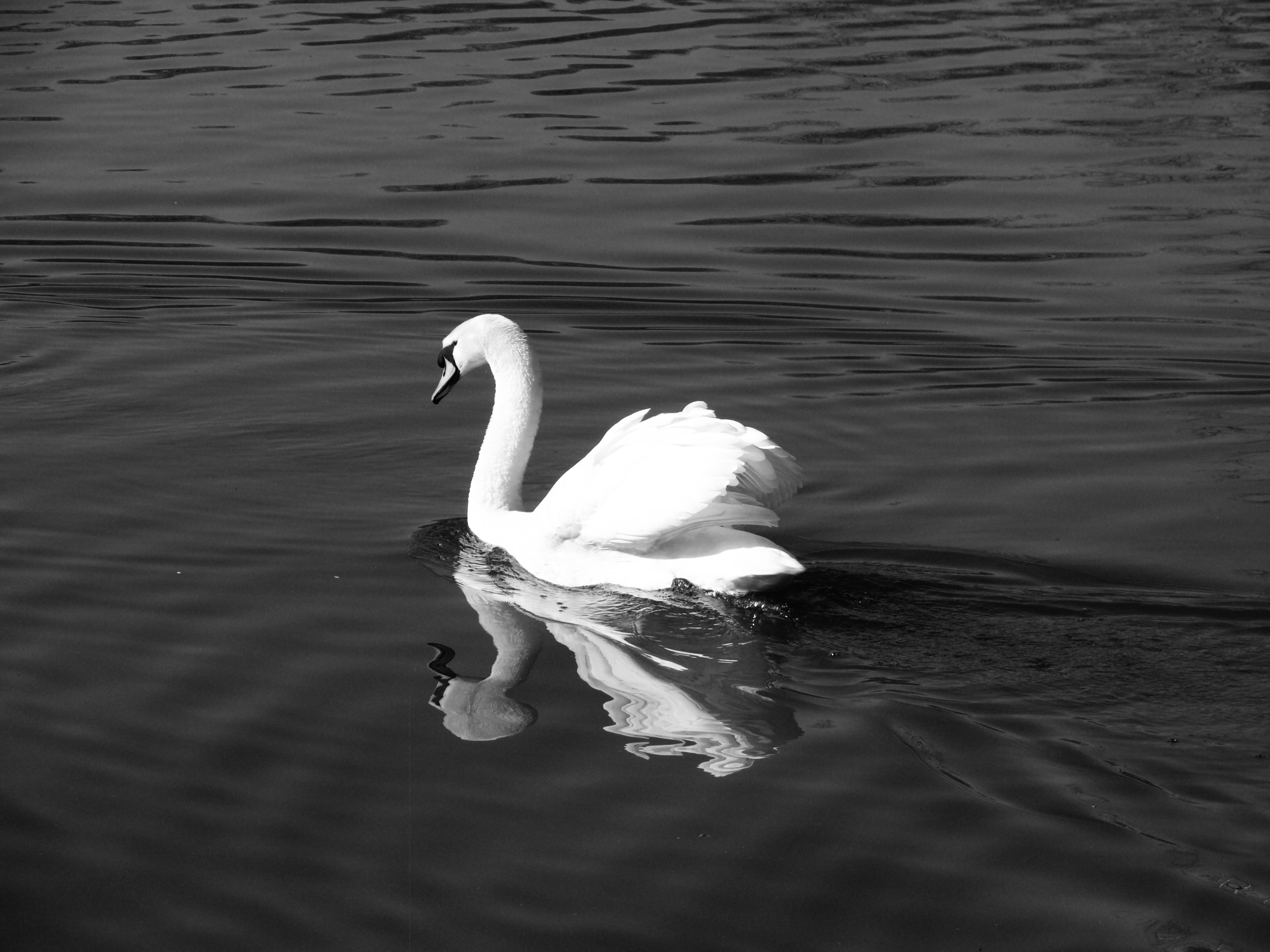 Photo of swan on water