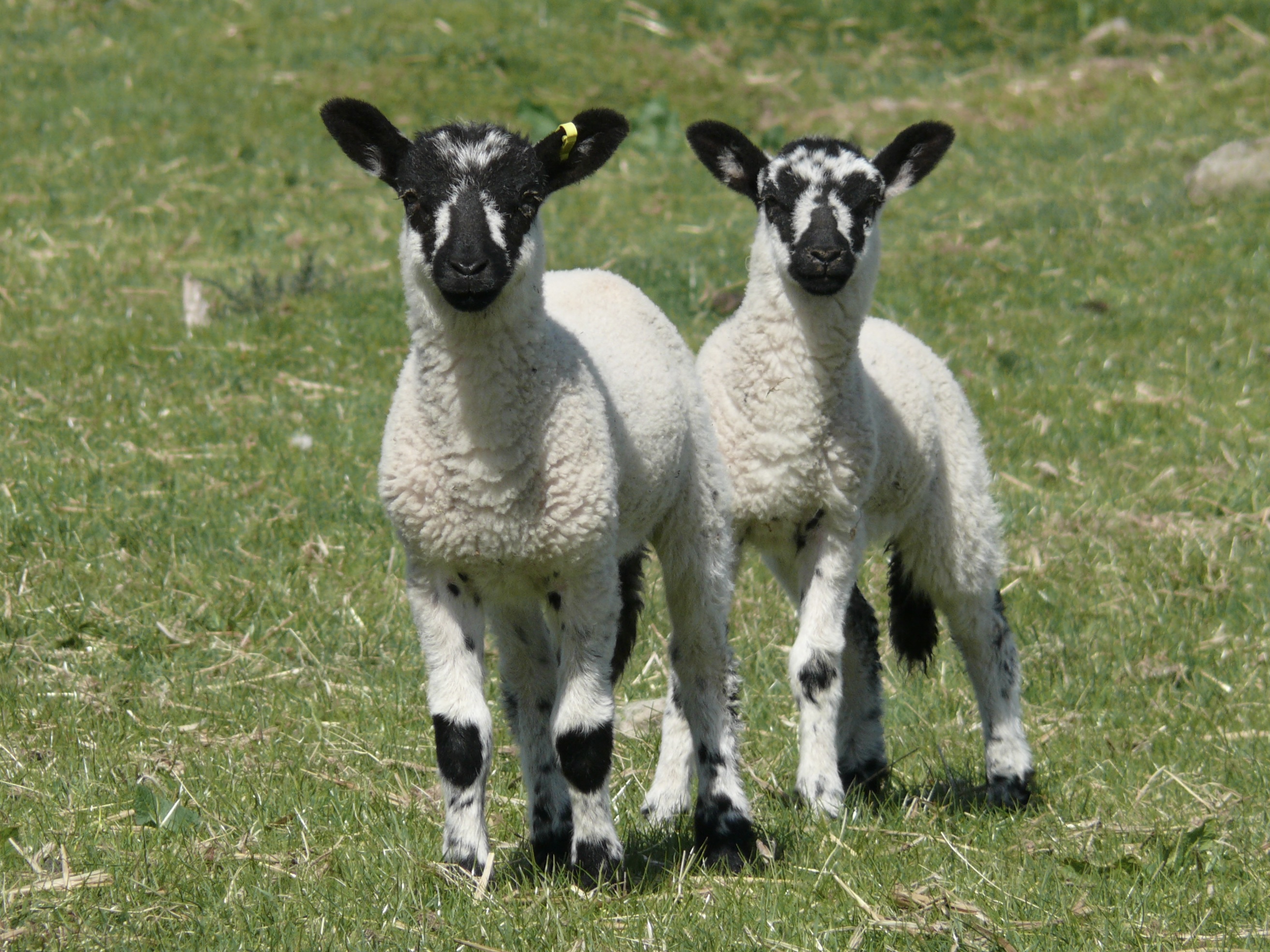 Photo of two lambs