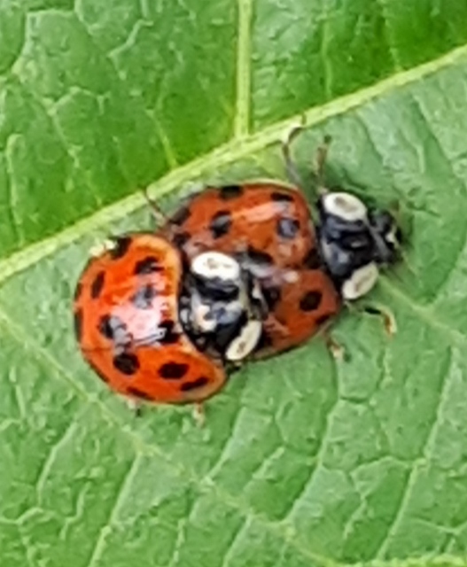 Photo of ladybirds