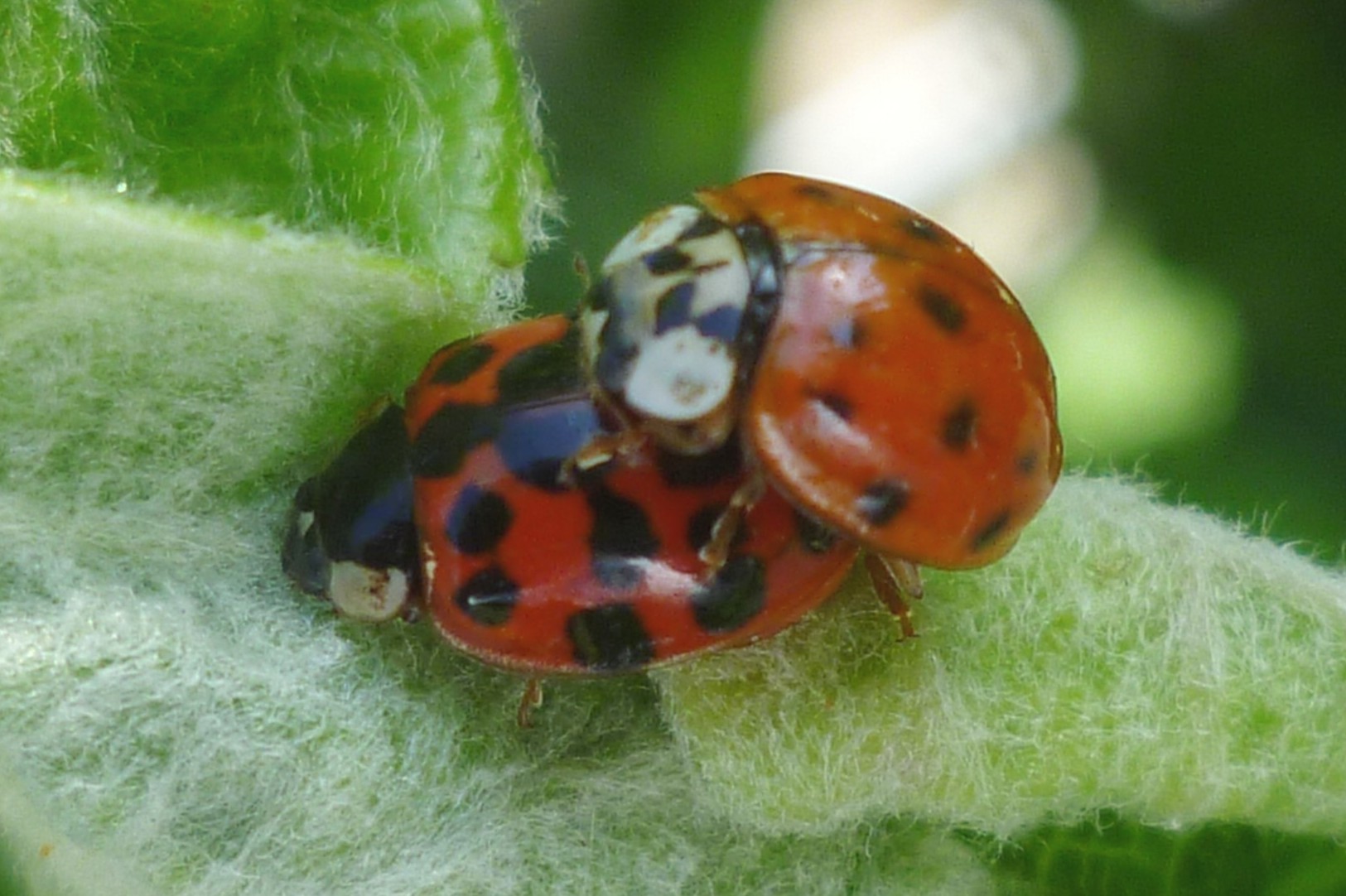 Photo of ladybirds mating