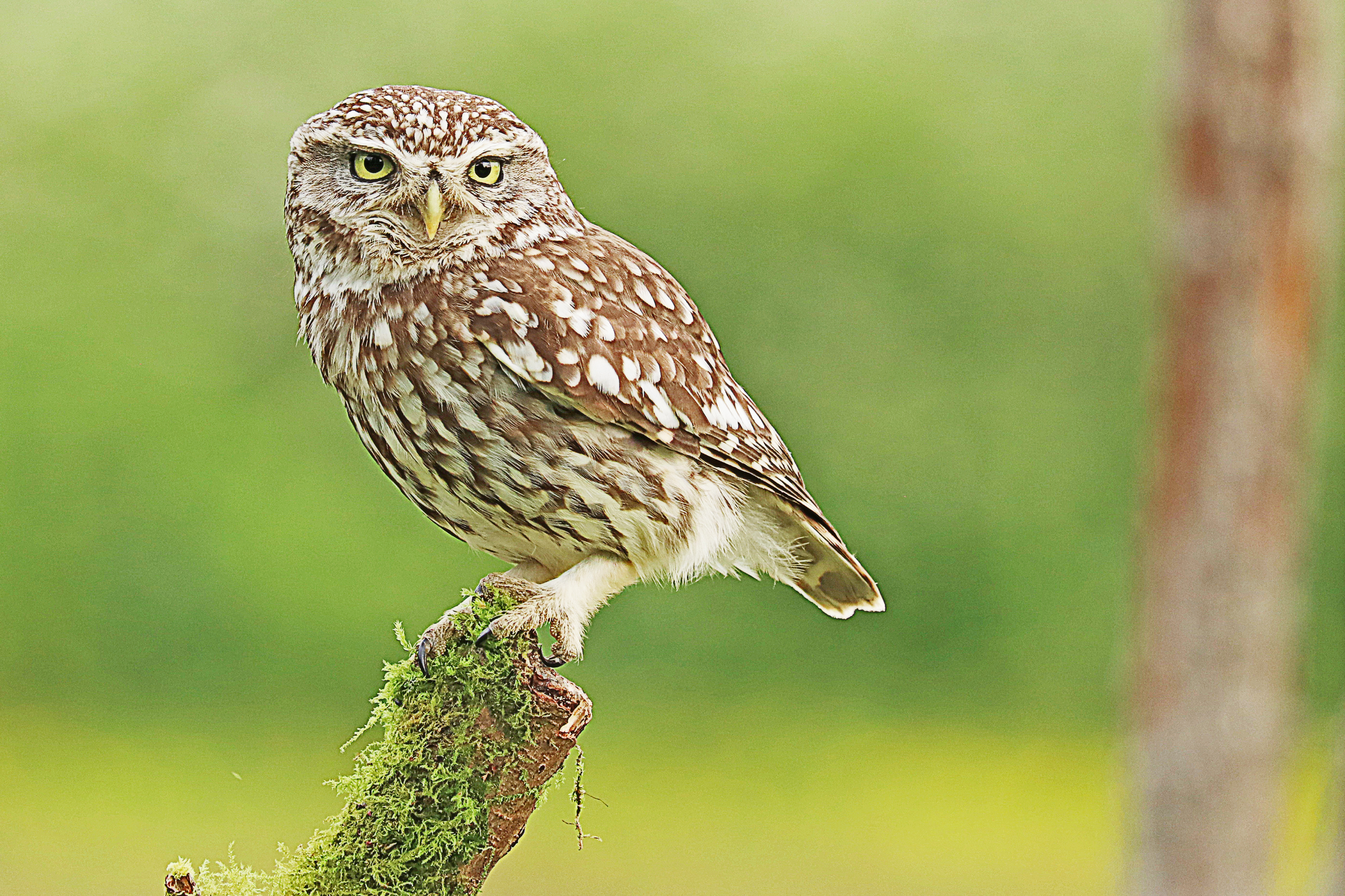 Photo of a little owl