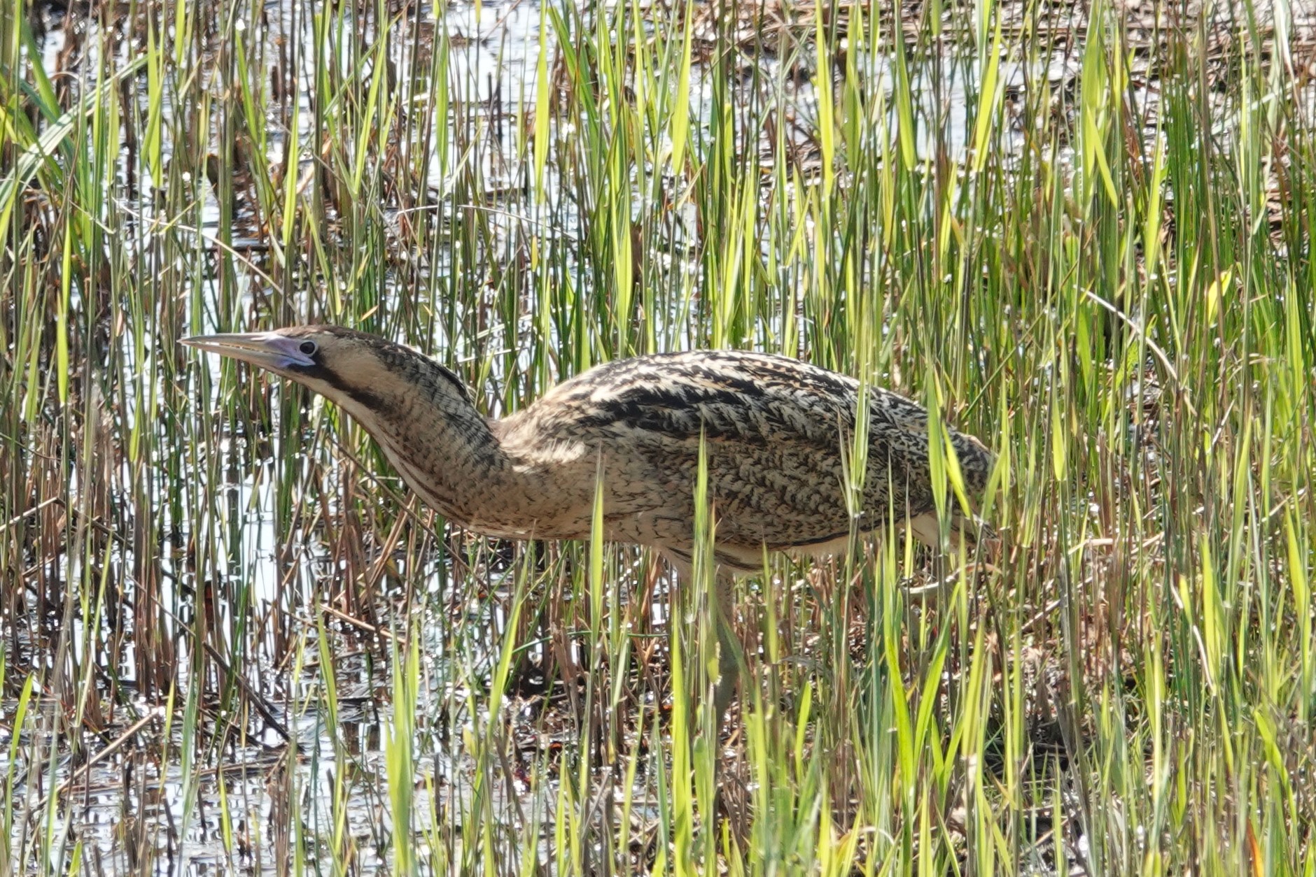 Photo of a bittern in water
