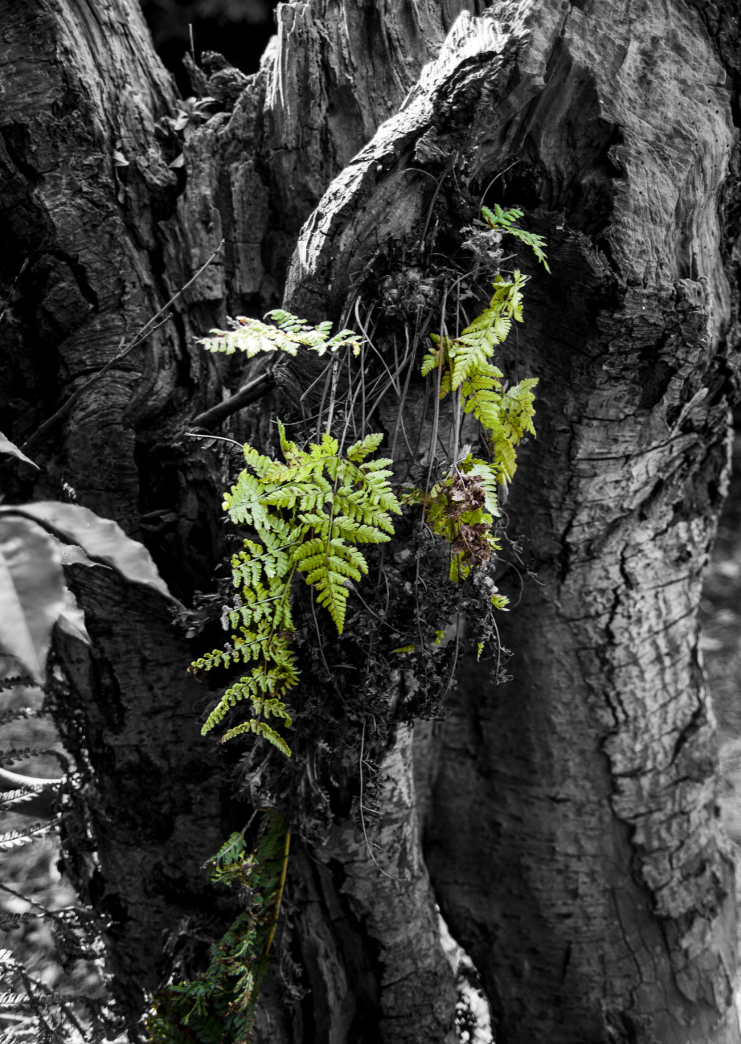 Photo of a fern frond